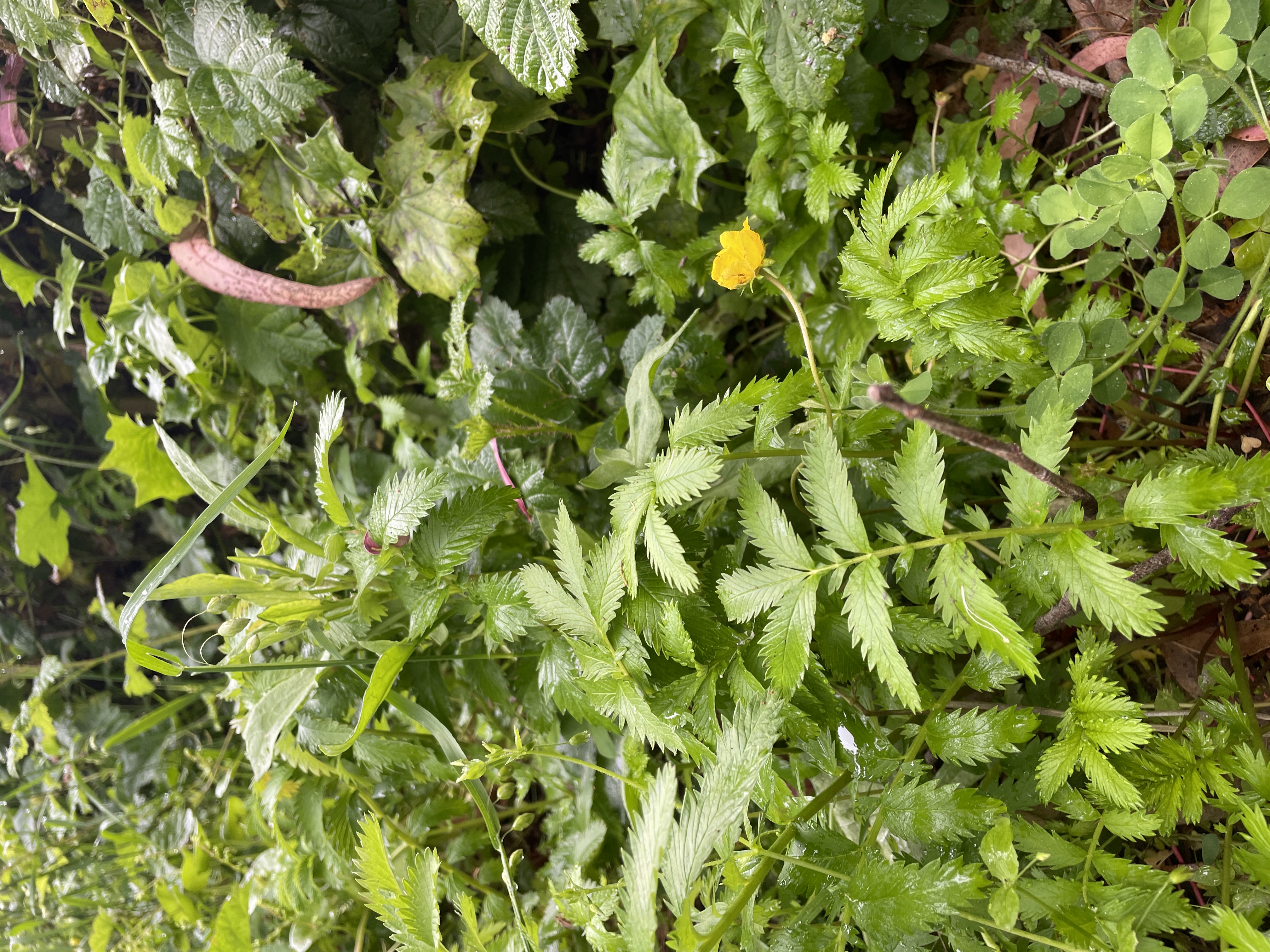 Potentilla anserina