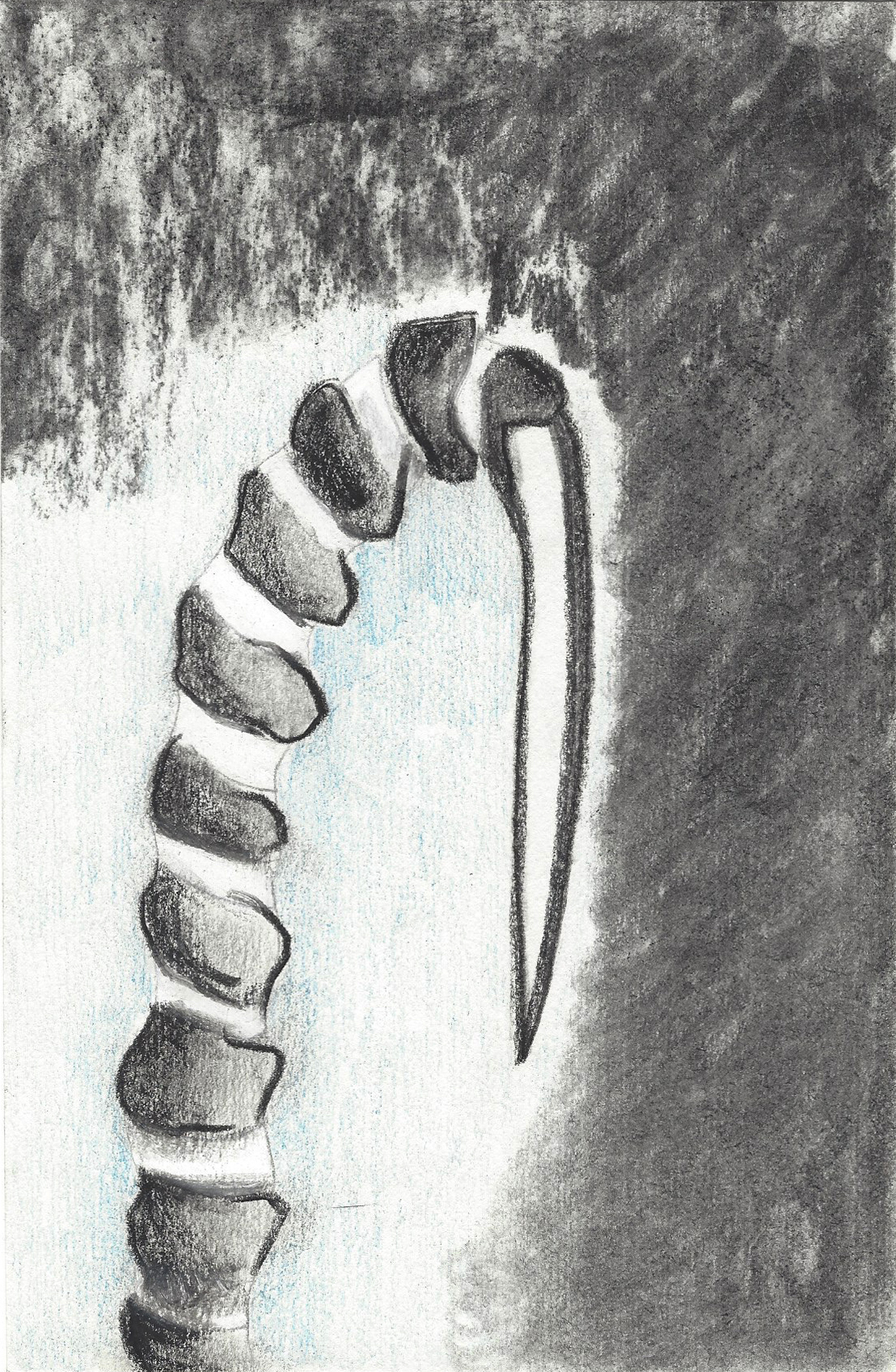 serpent mange murene 5.5 x 8.5 in.