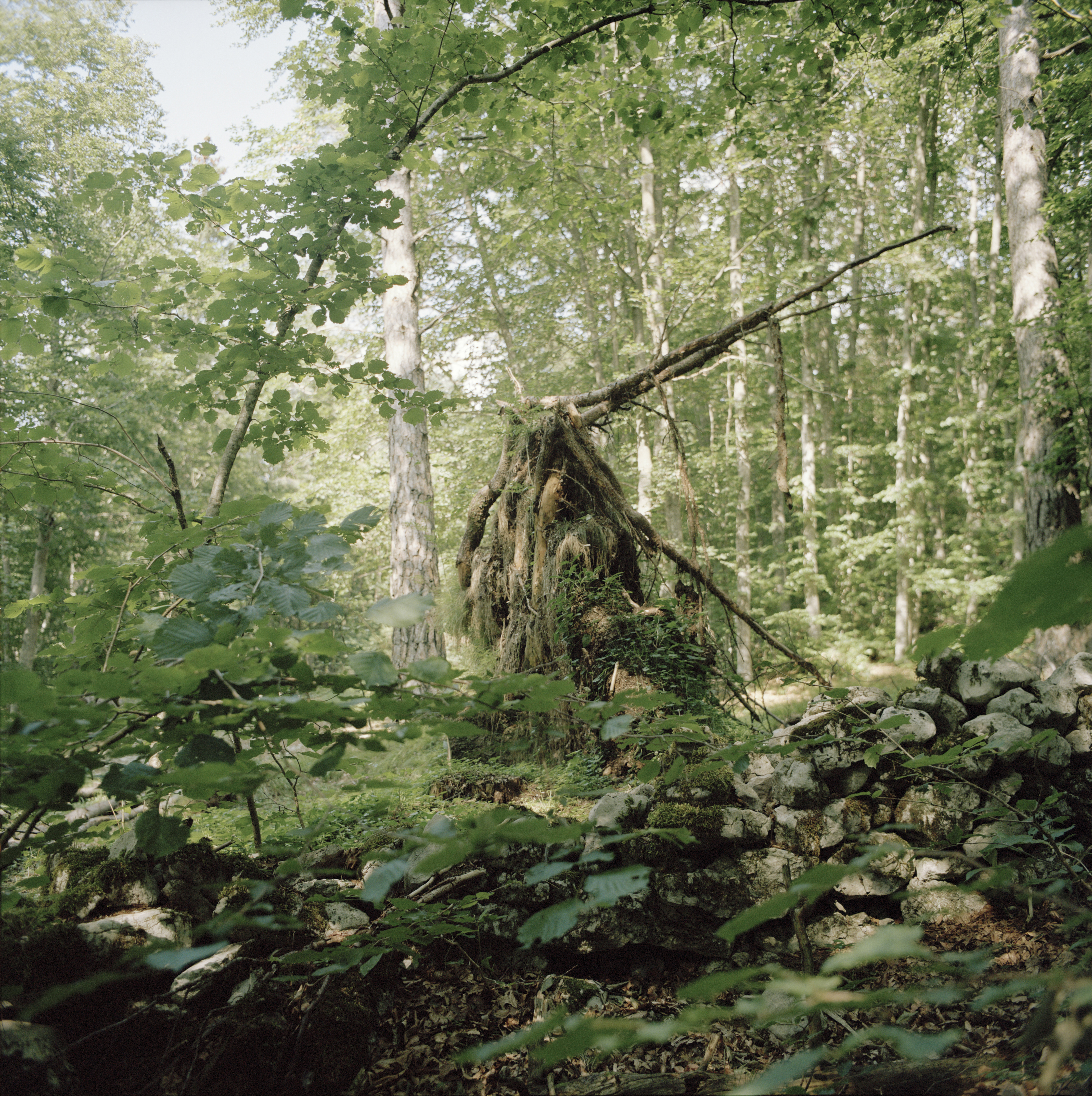 Serrada (Italy) 2021