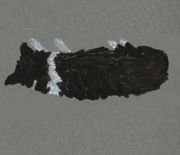 Distorted Ozzy (my wee angel dog) waking up GIF