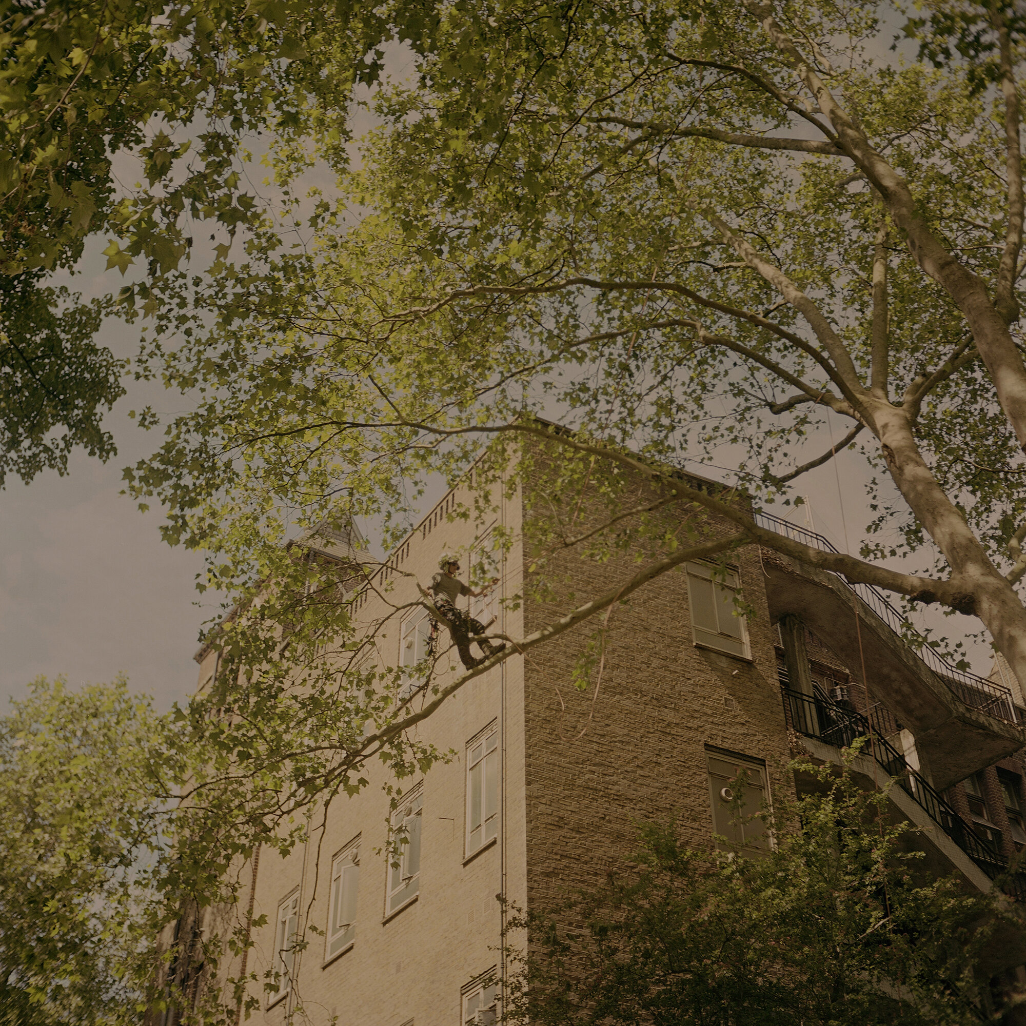 GARDENERS AND TREE SURGEONS in London