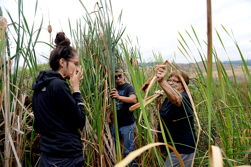 Life around Swan, Kalmalka and Okanagan lakes during a residency at Caetani Cultural Centre and Allan Brooks Nature Centre, Vernon BC Canada 2013.