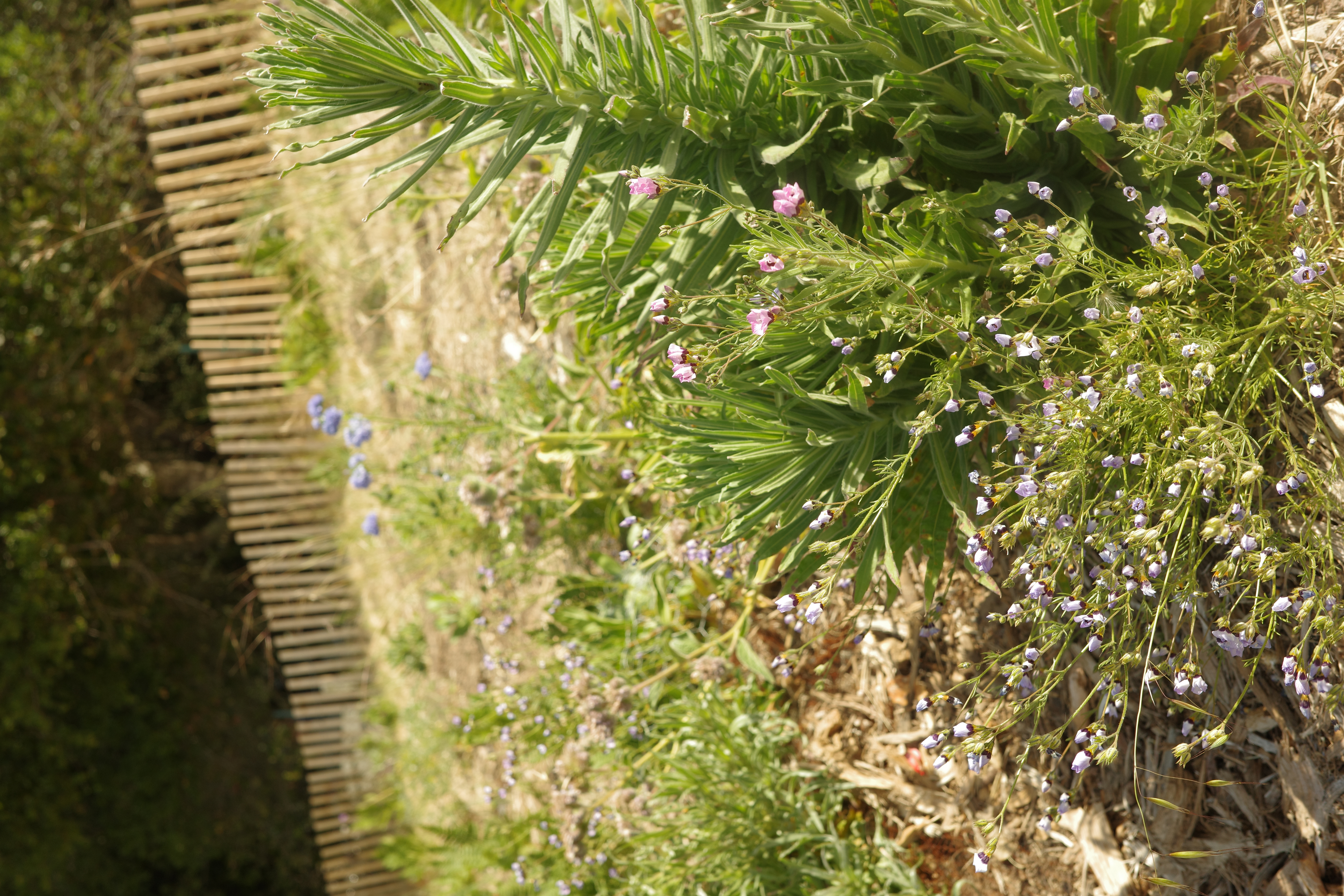 Gilia tricolor — Bird’s Eye Gilia next to Madia elegans — Elegant Tarweed (not flowering yet)