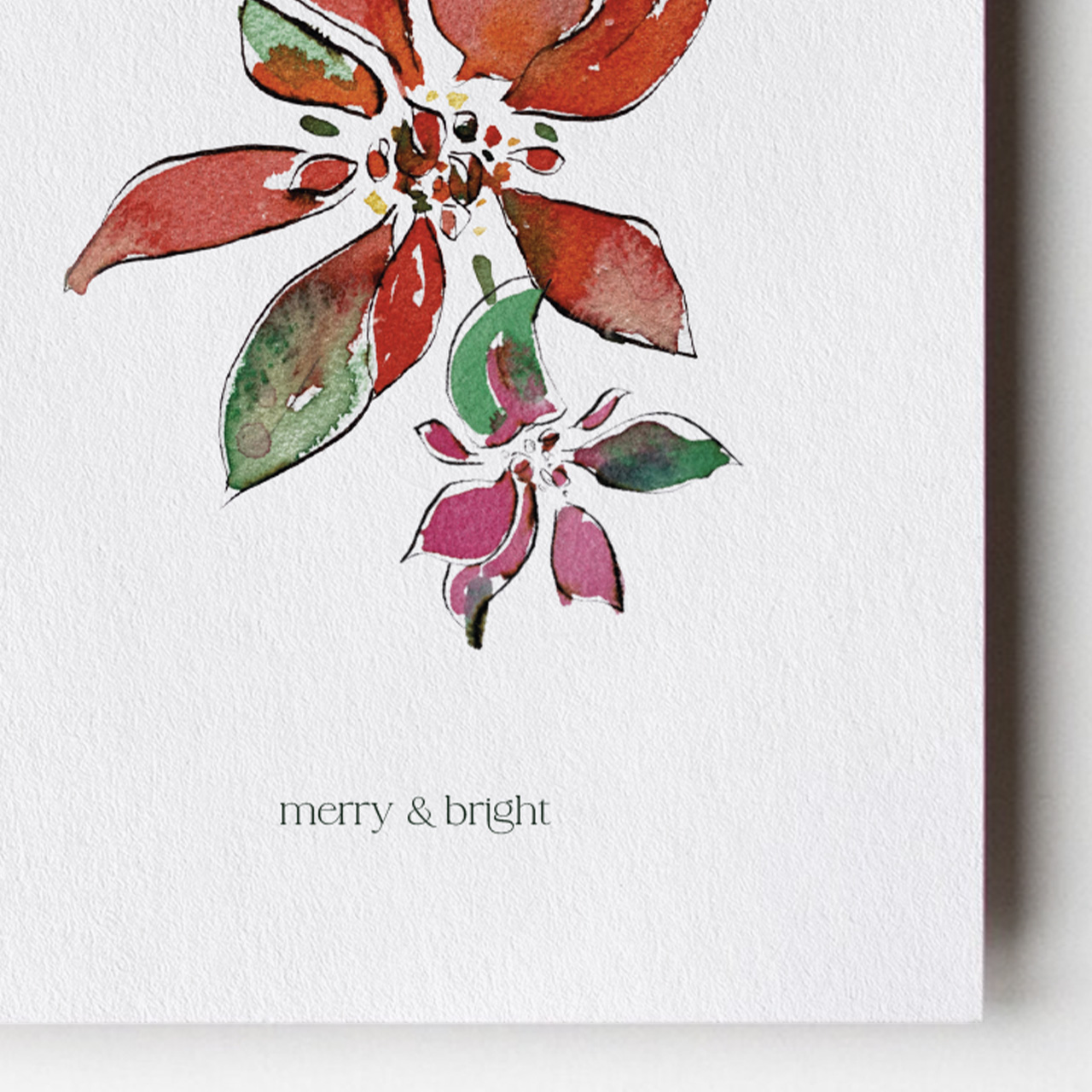 Poinsettia with pink