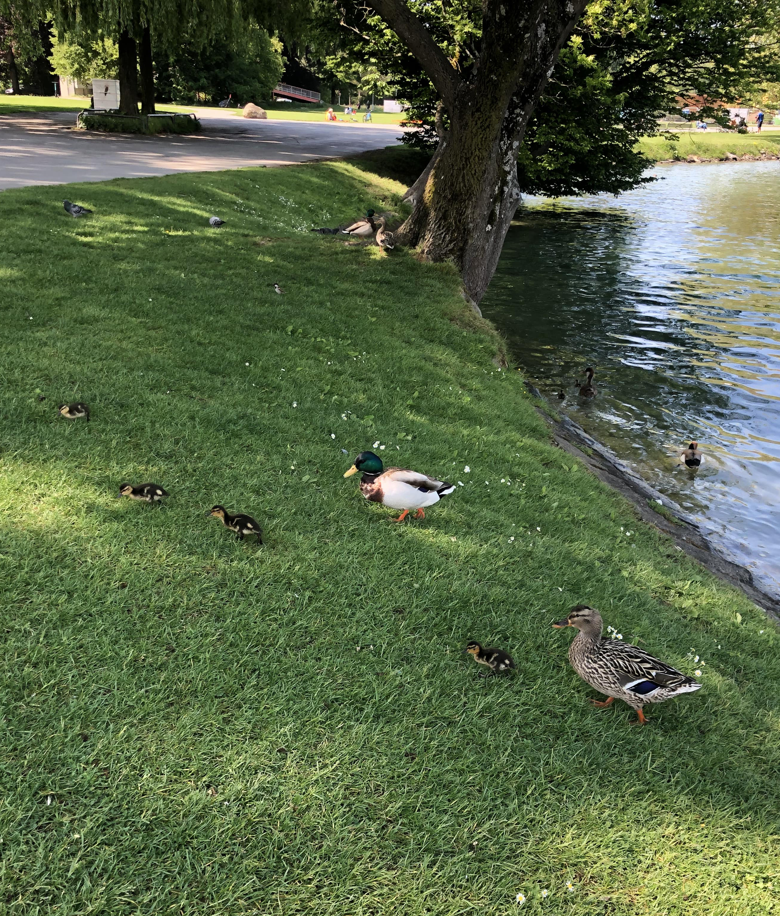 D is for Ducklings. Oscar.