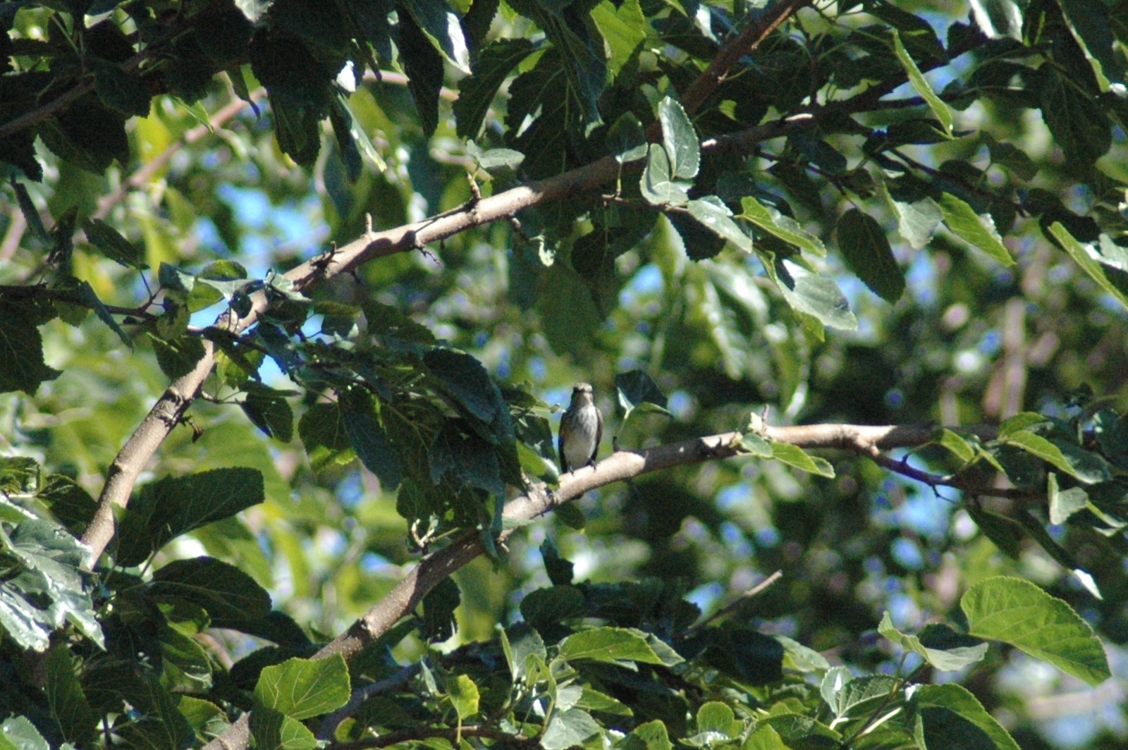 12.09.2013, Orta Bahçe(Dut)