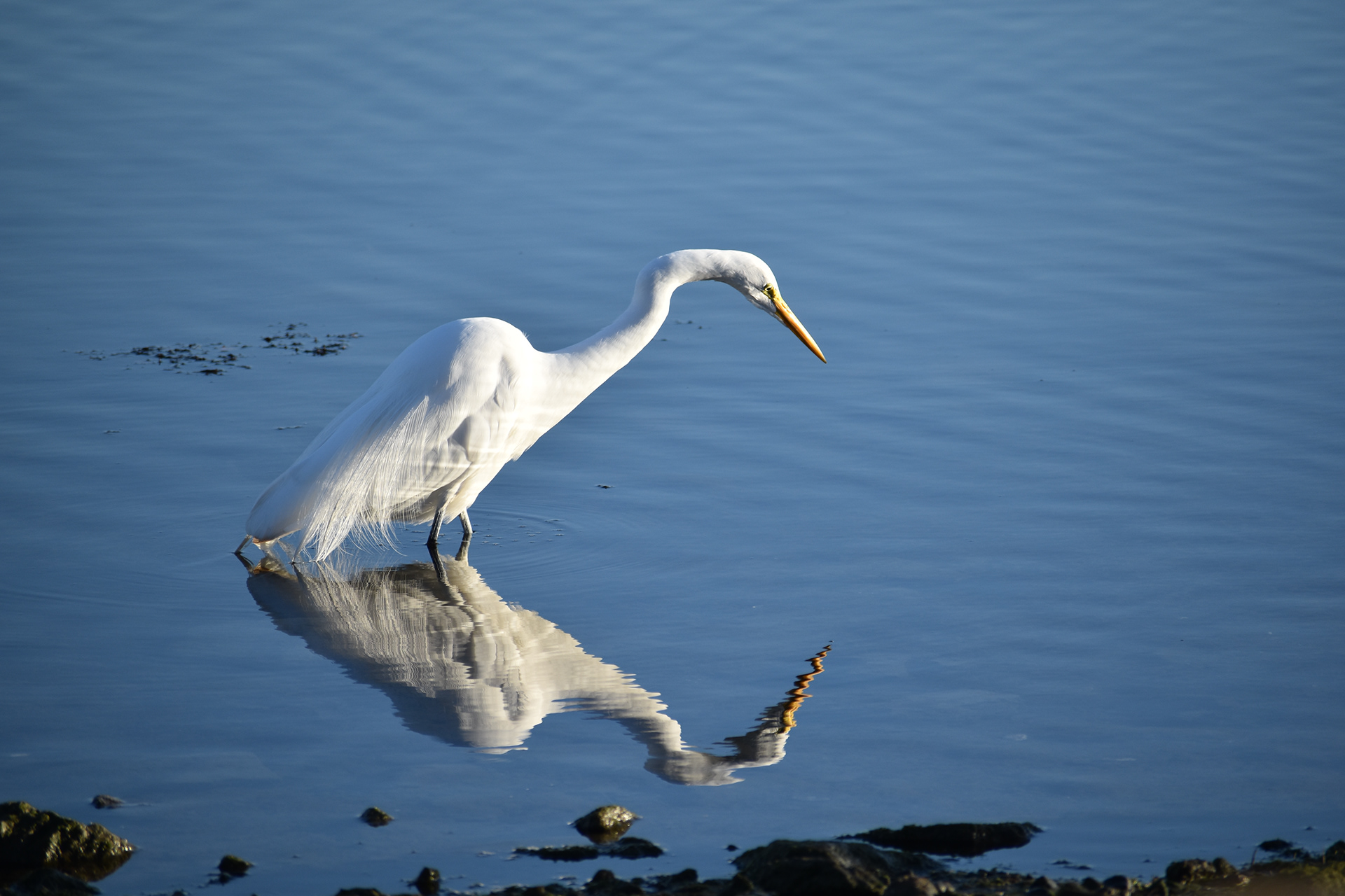 Great Egret, Oakland, CA
