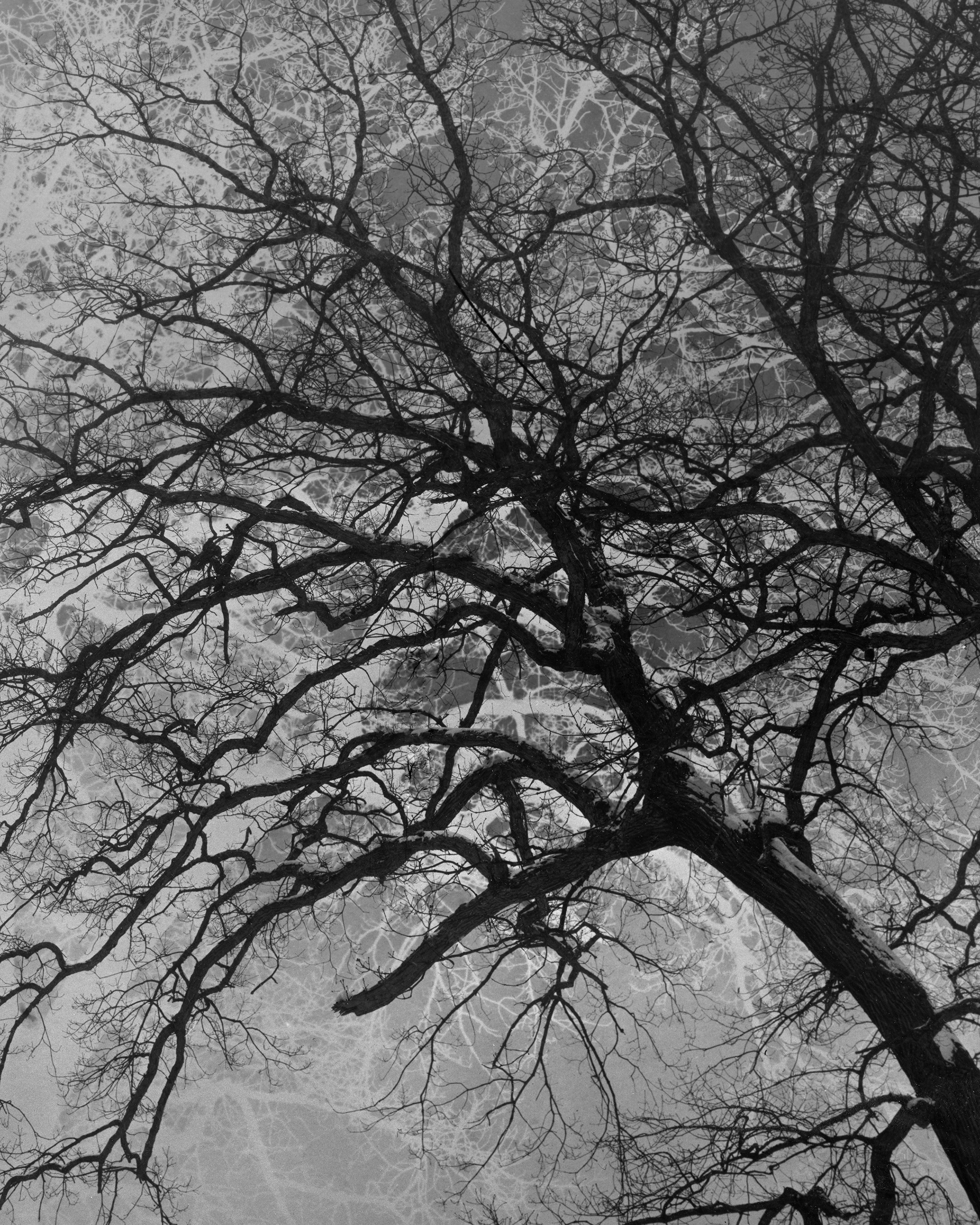 Deering Oaks (site of battle during King Williams war, 1689)Silver Gelatin Print, 16x20&rdquo;, 2023