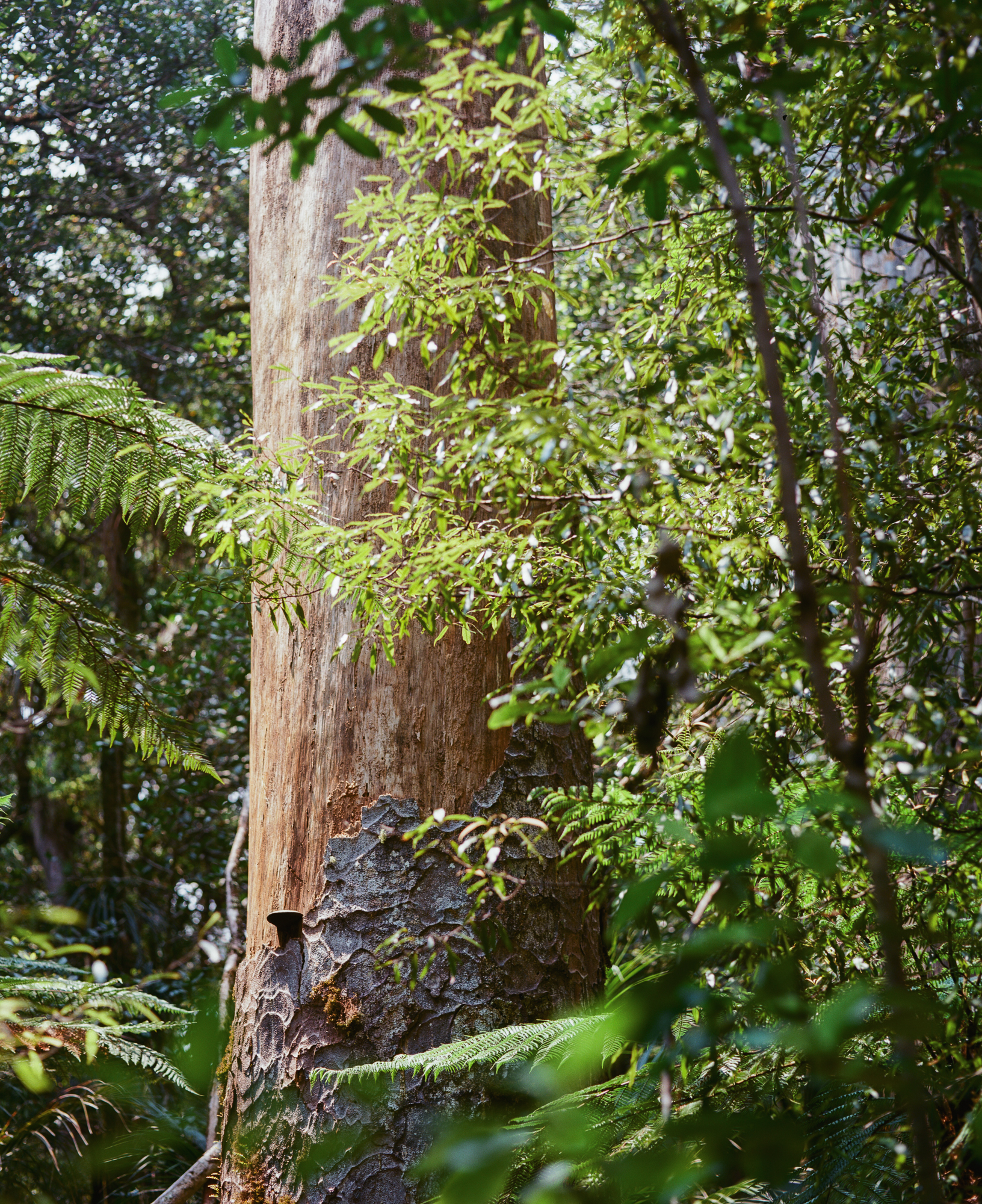 Trunk of dying kauri infected with Kauri Dieback Disease, Trounson Kauri Park.Photograph by H. H.