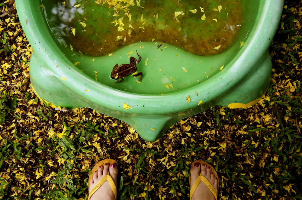 Bufo Marinus Queensland, Australia
