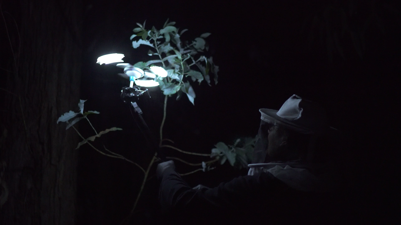 Still from honeyhunter by Thomas Georg Blank
