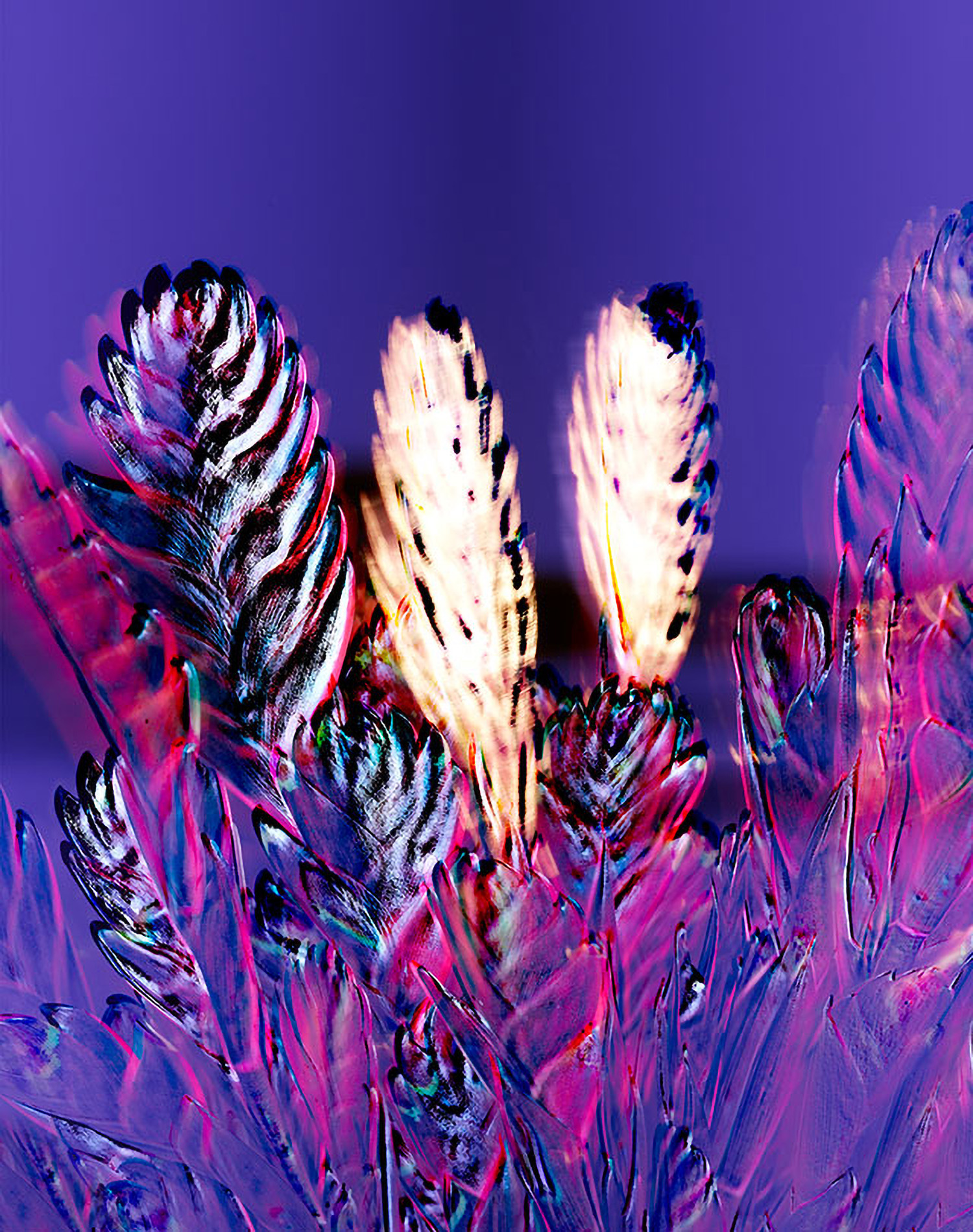KMA photographer Daniel Schweizer shoots a photo of shiny metal feather decorations against a purple background