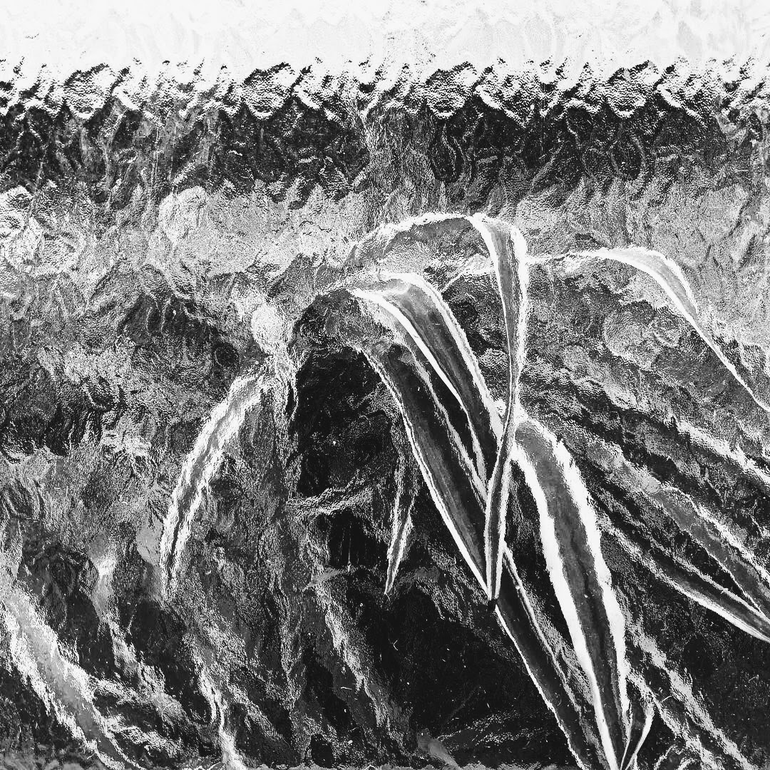 Dietro al vetro della serra, Orto Botanico, Bologna, 13-1-19