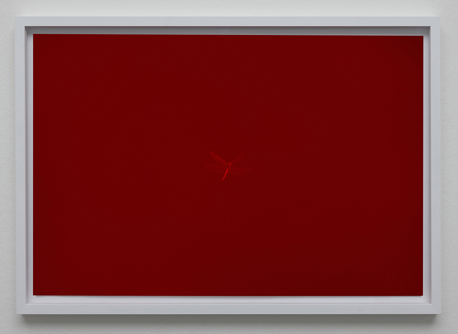 Dragon fly , 2019, archival pigment print, 44.5x64 cm