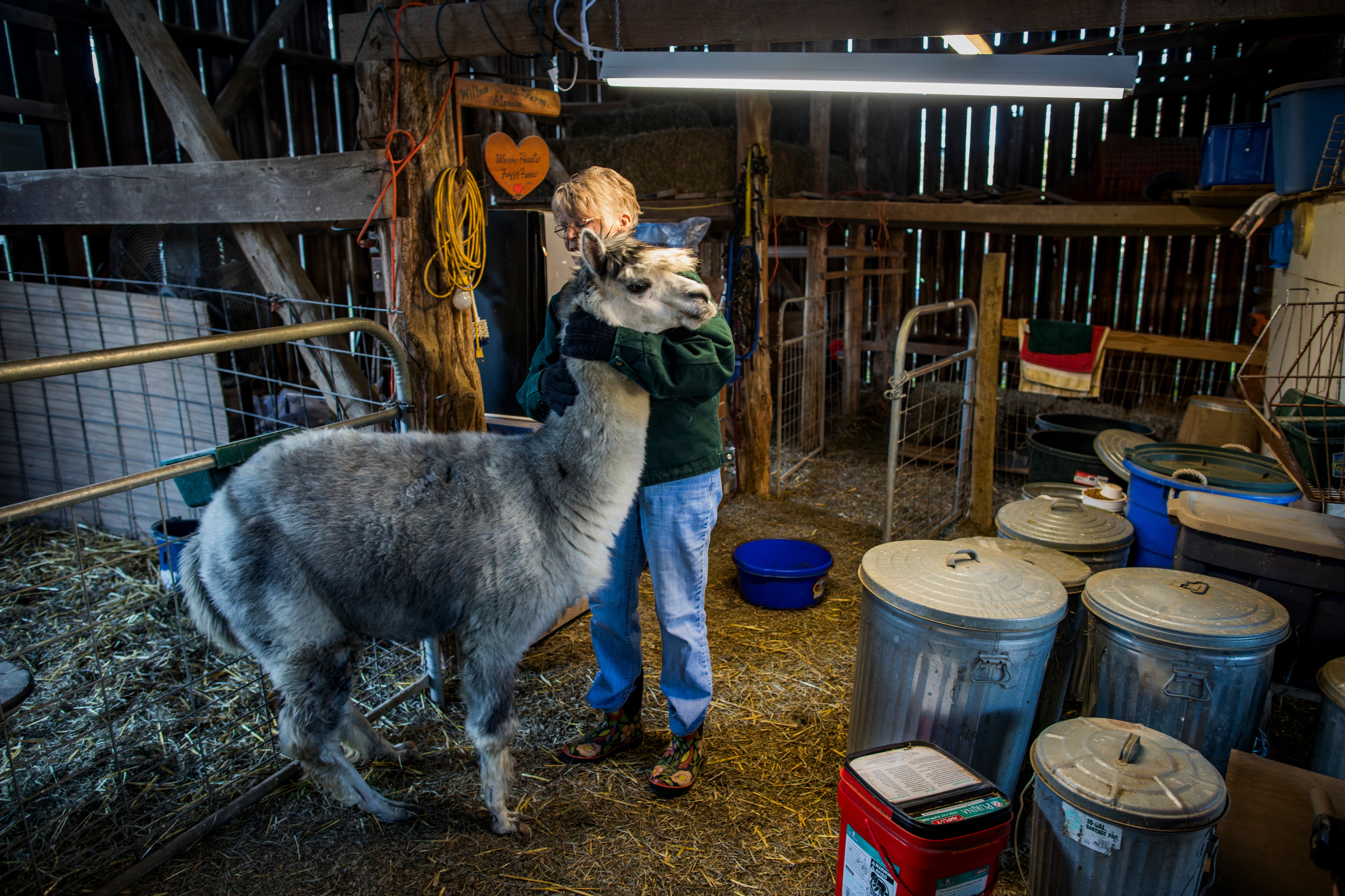 Suzie Conn takes care of her alpacas at Willow Creek, the farm she and her husband, Gary, own in College Grove, Tenn. (The New York Times)