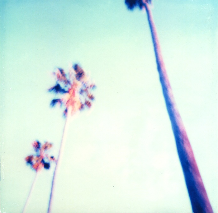  SANTA BARBARA PALM TREES