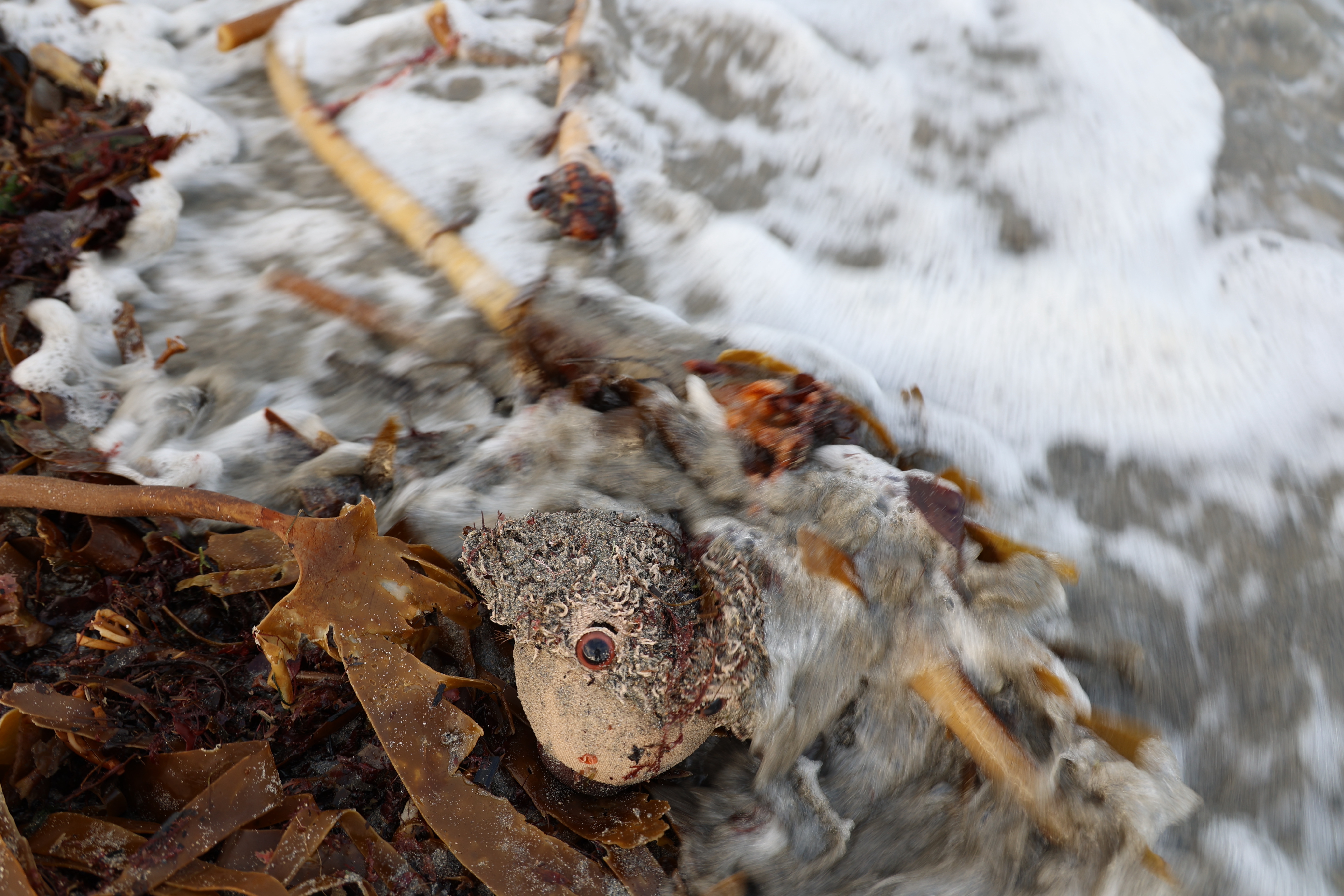 sea monster. Jan 21 '22