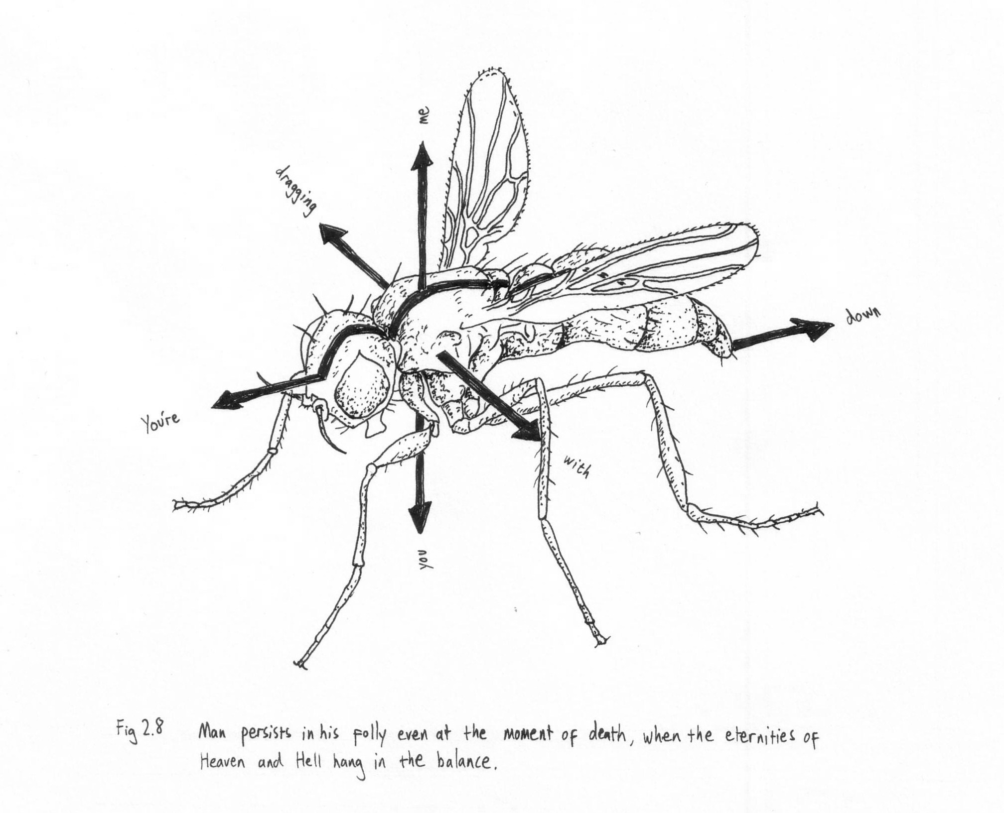 Sepsid fly. 2015. Indian ink on paper. 17 x 12 cm.