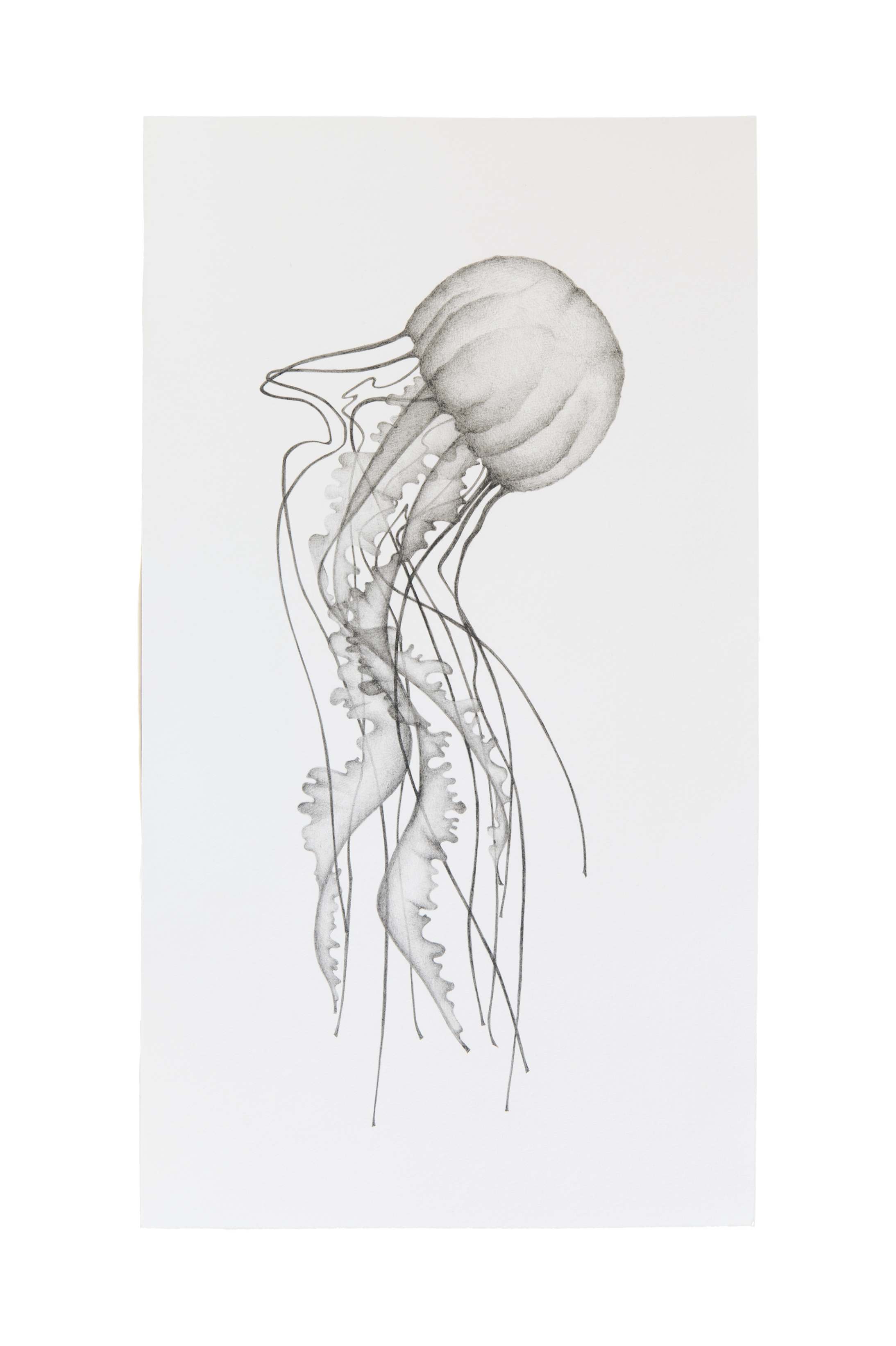 Barbara De Ponti, Aequorea Victoria from the series Time Code, 2017, graphite on paper, cm 60x40
