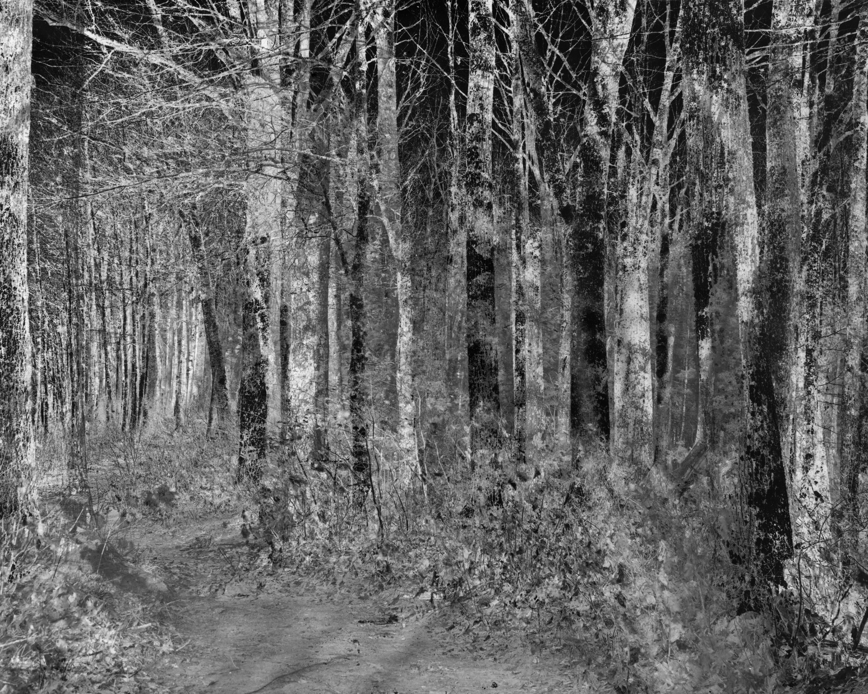 Atuwoskonikehsuwok (forest spirits)Silver Gelatin Print, 32x40&rdquo;, 2023
