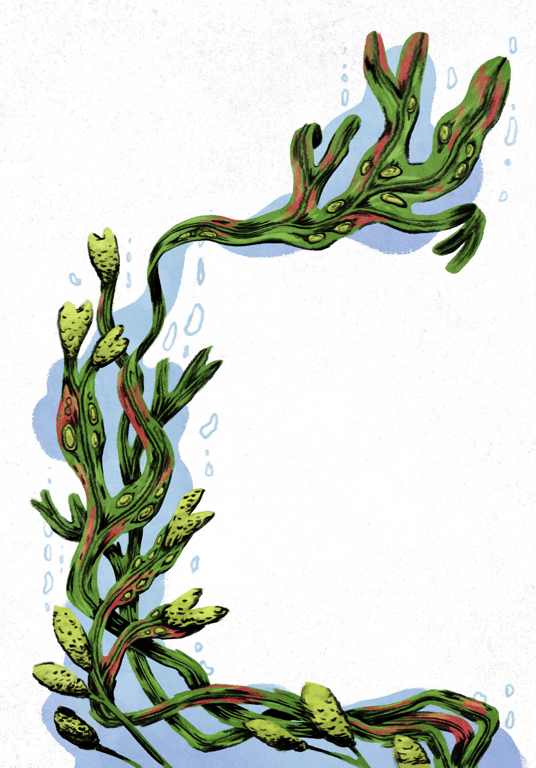 The magical bladderwrack of the Alcove allows for breathing underwater