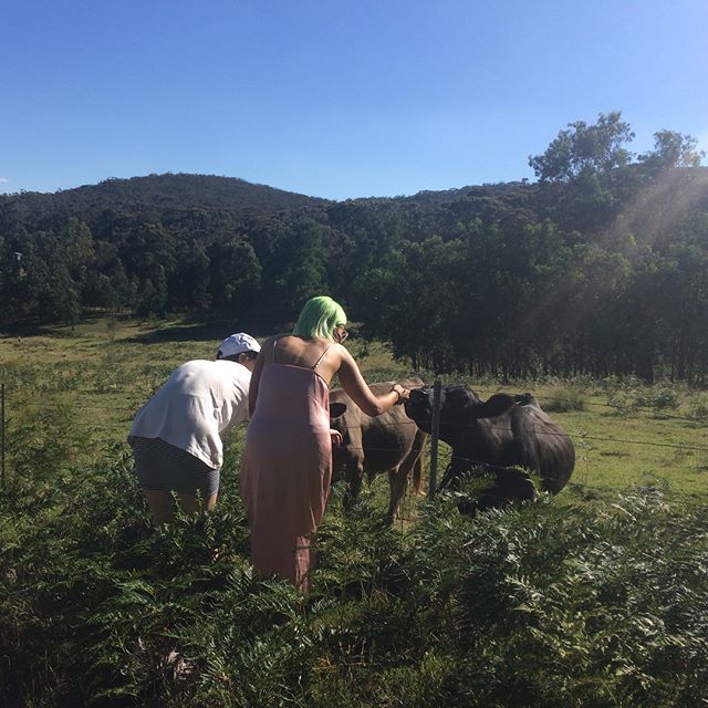 Patting cows in the NSW countryside.