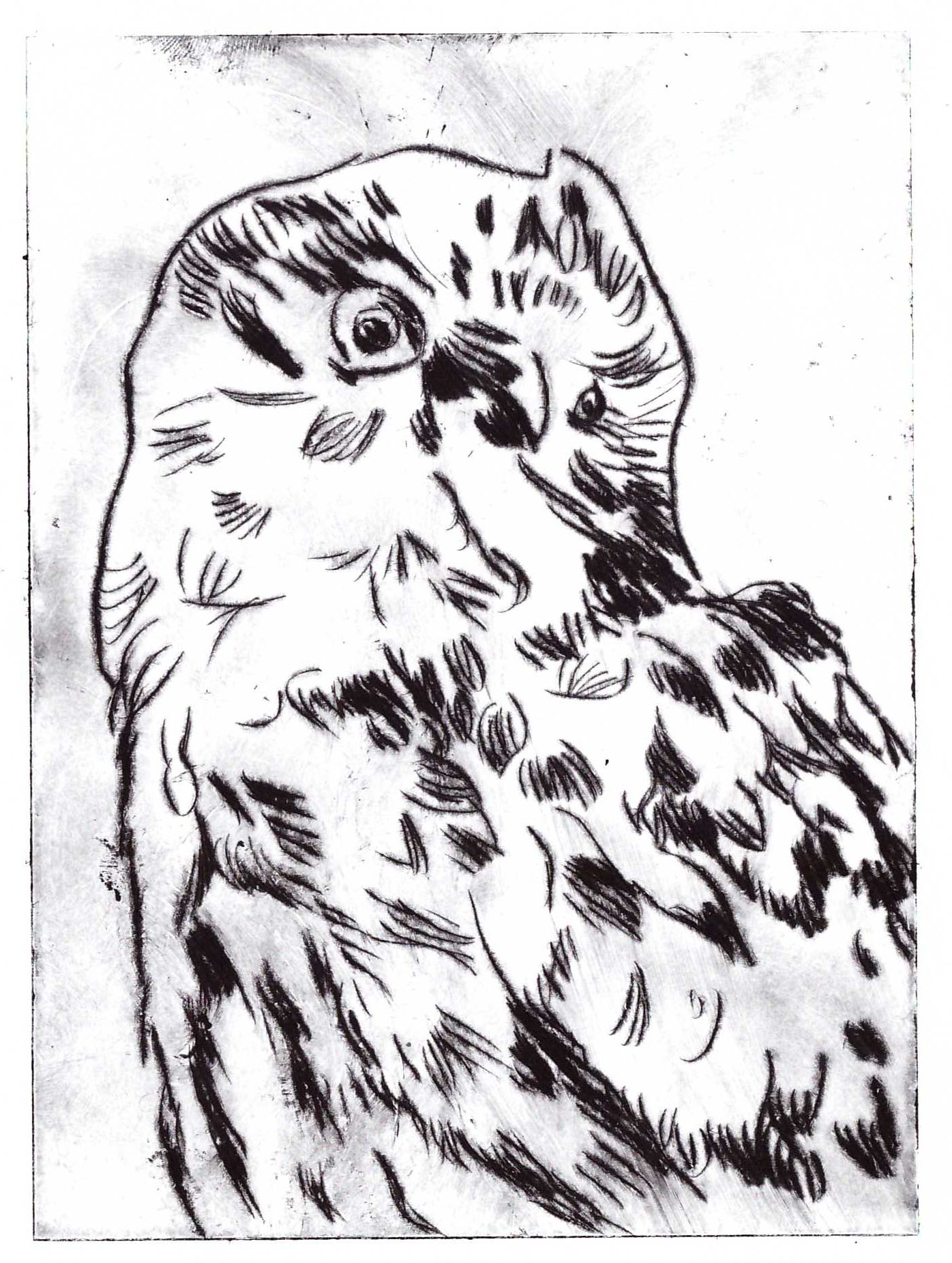 Tête d'hibou, pointe sèche,15x11cm