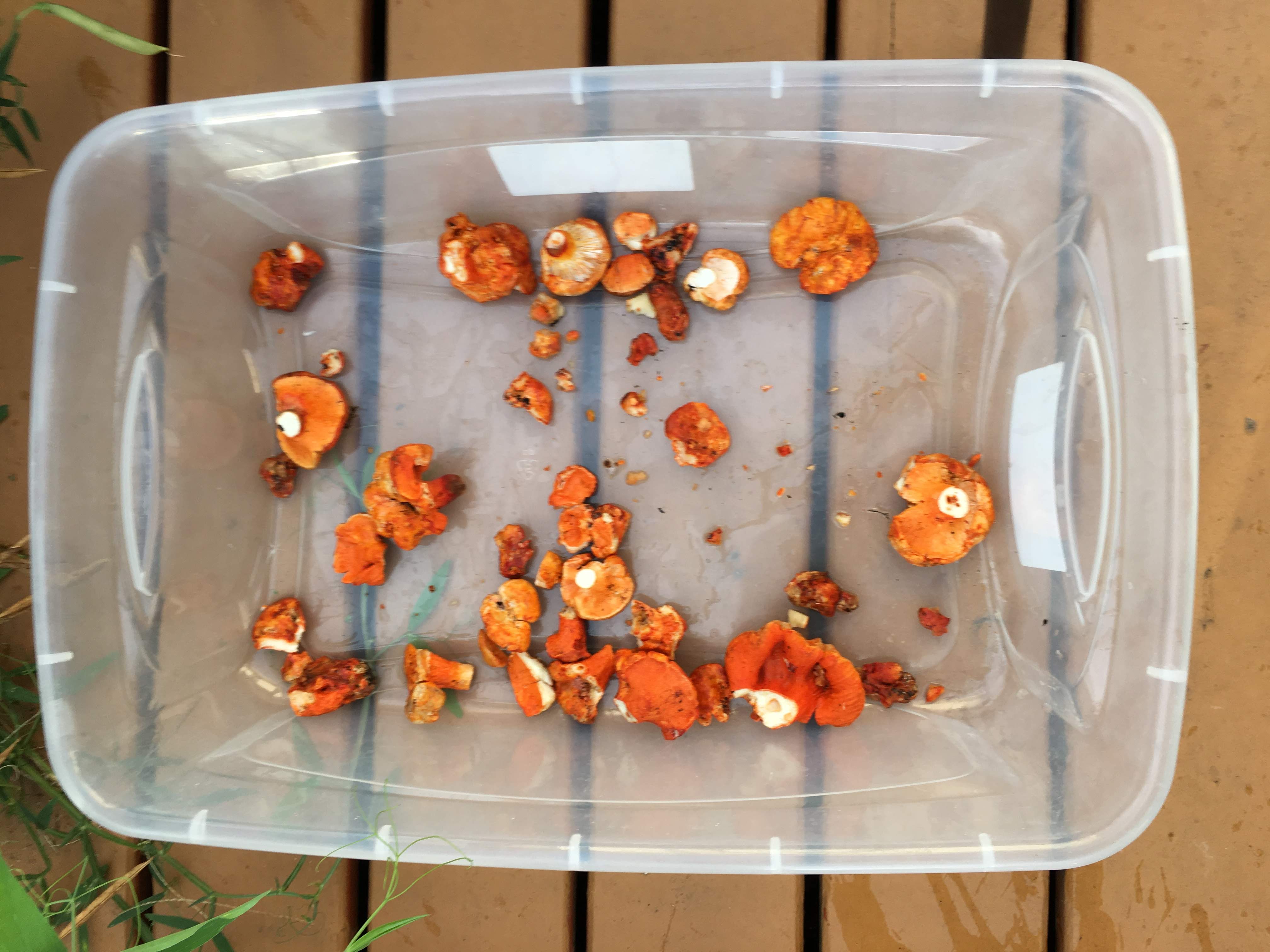 a plastic container sits on the wooden deck, it is filled with lobster mushroom