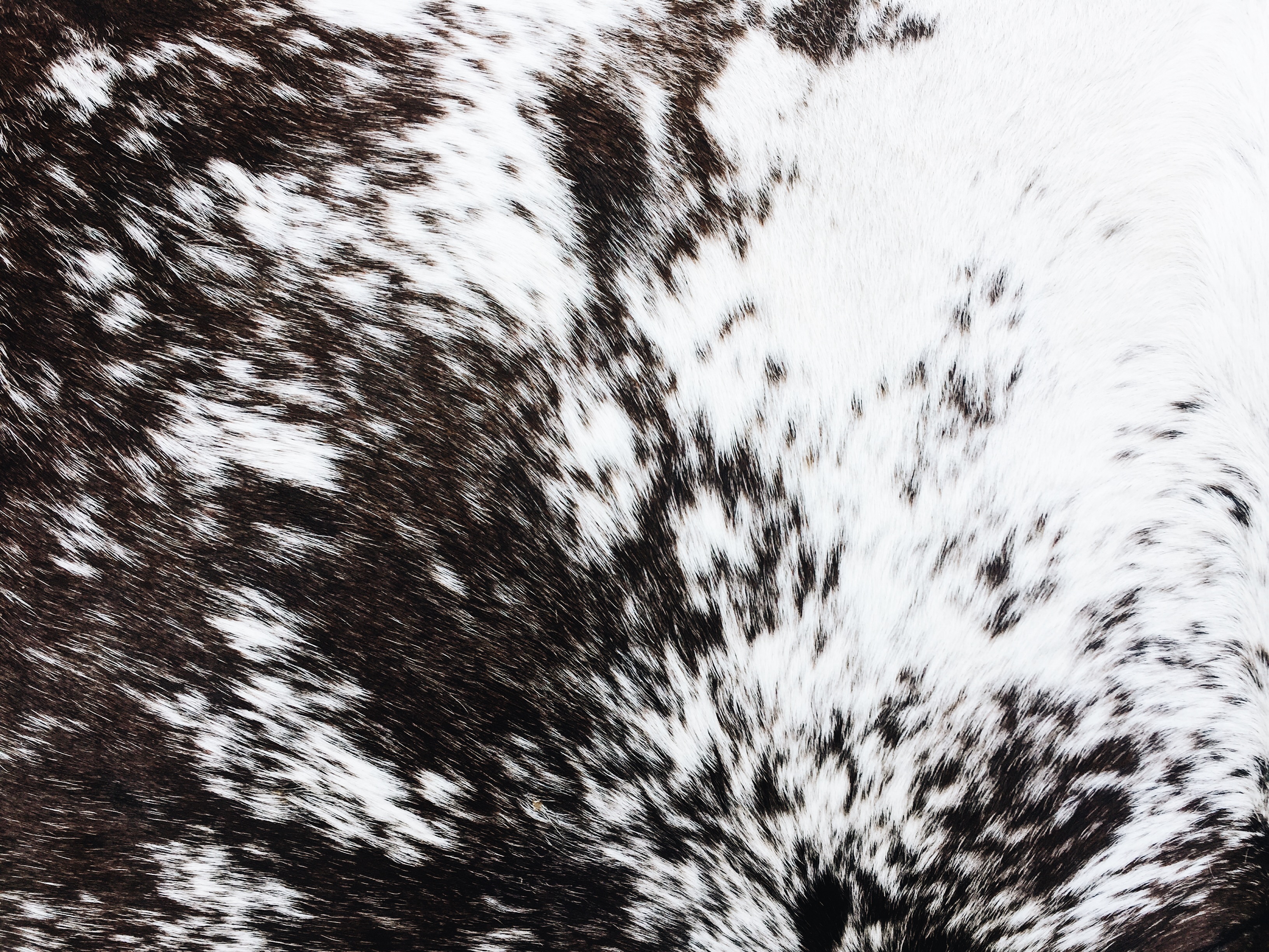 Natures Pattern | Mouth of Wilson, VA