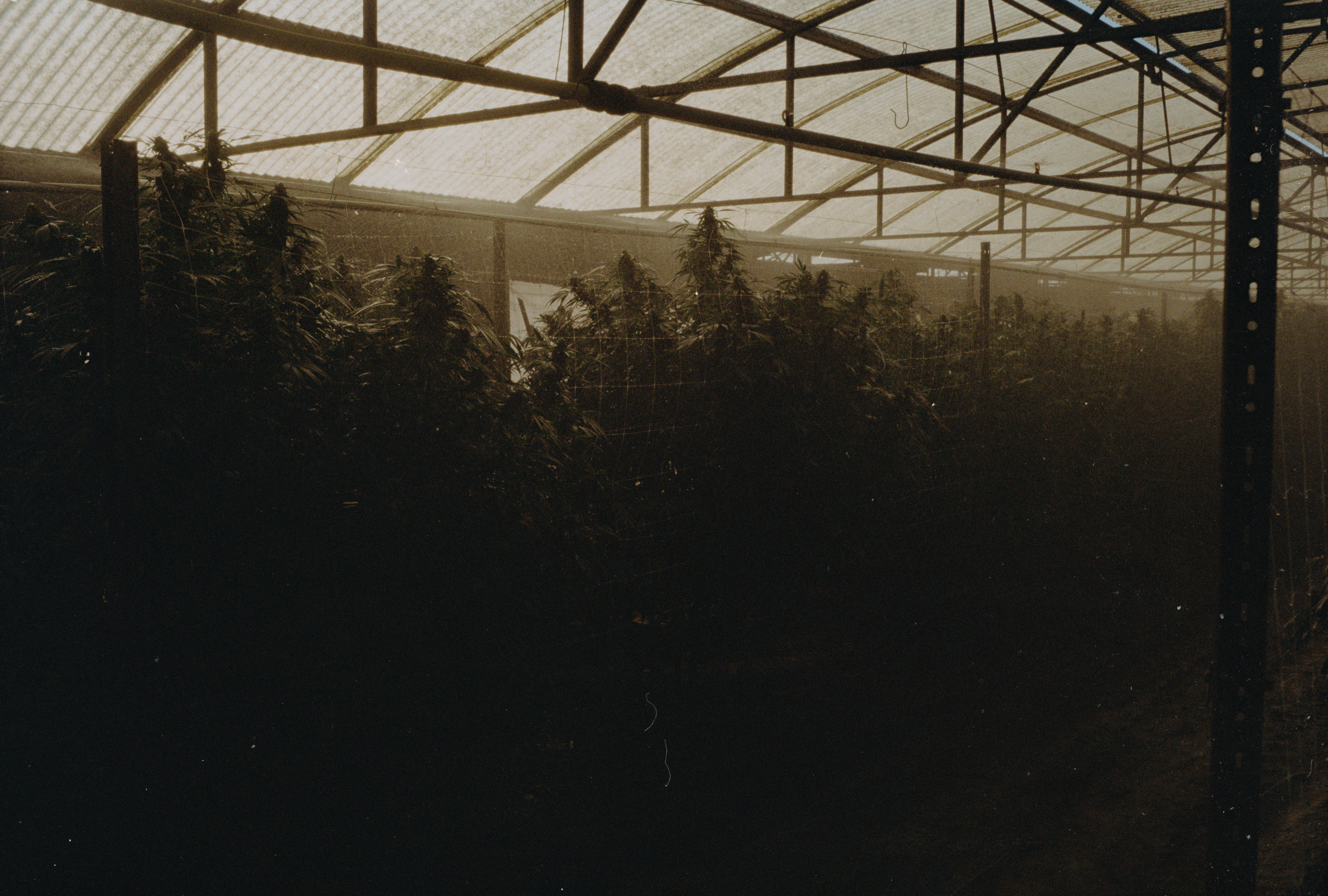 Domenico Laterza, Rurales, 2021