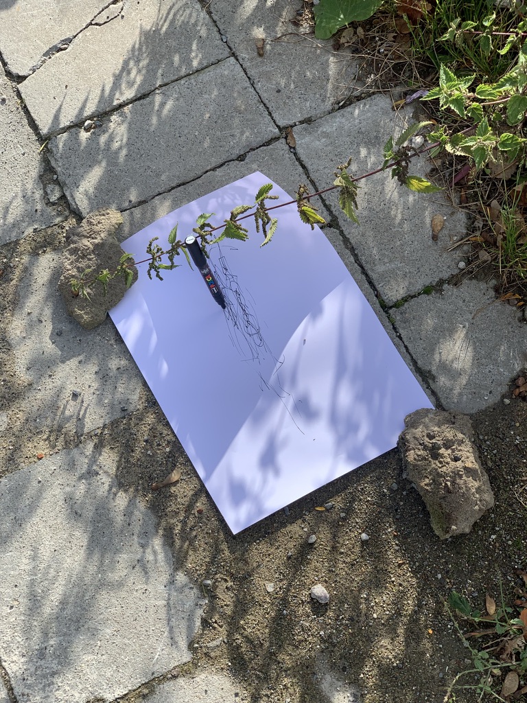 Interacting with the local plants, Tim Knowles style