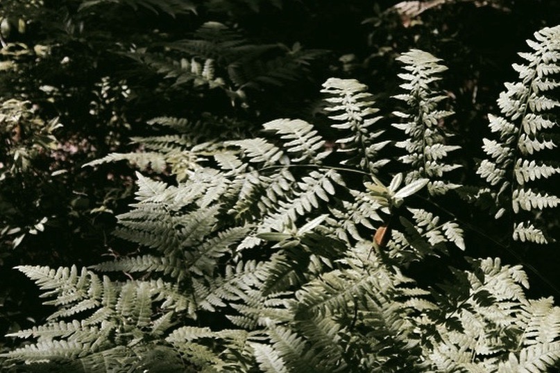 Galadriel Avon, Fougère, 2019. © Galadriel Avon.