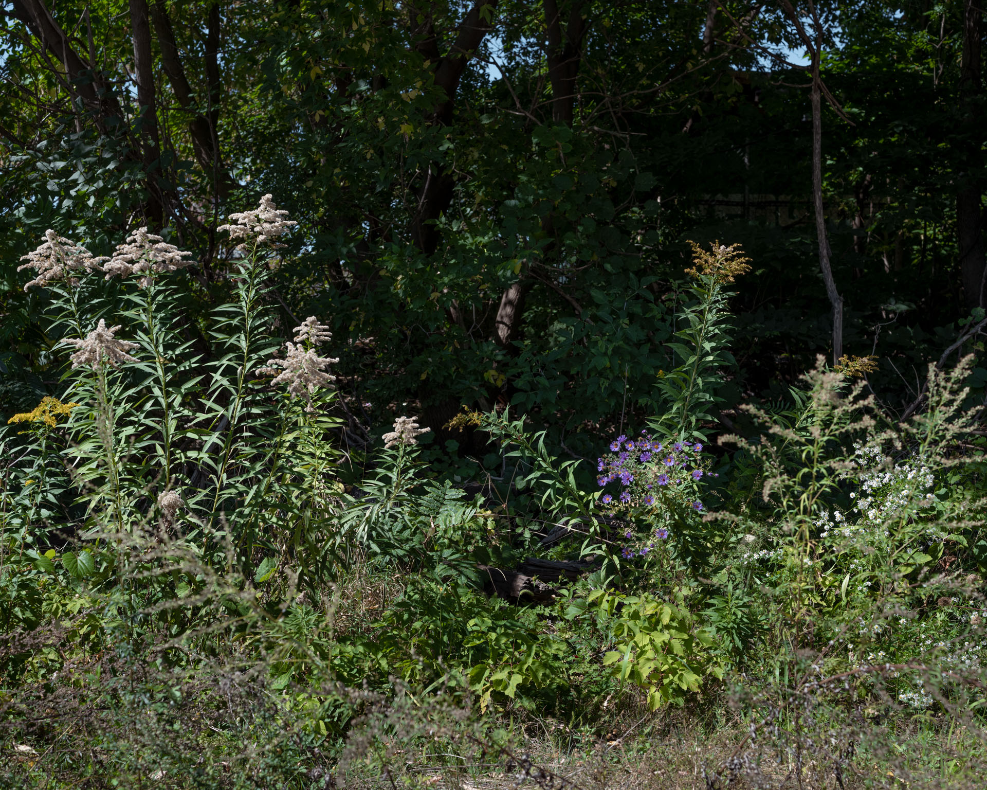 Perennials on Forfar Street, Summer 2022, 40 x 50 inches/pouces, digital inkjet print, impression jet d'encre numérique, Goose Village, 2022