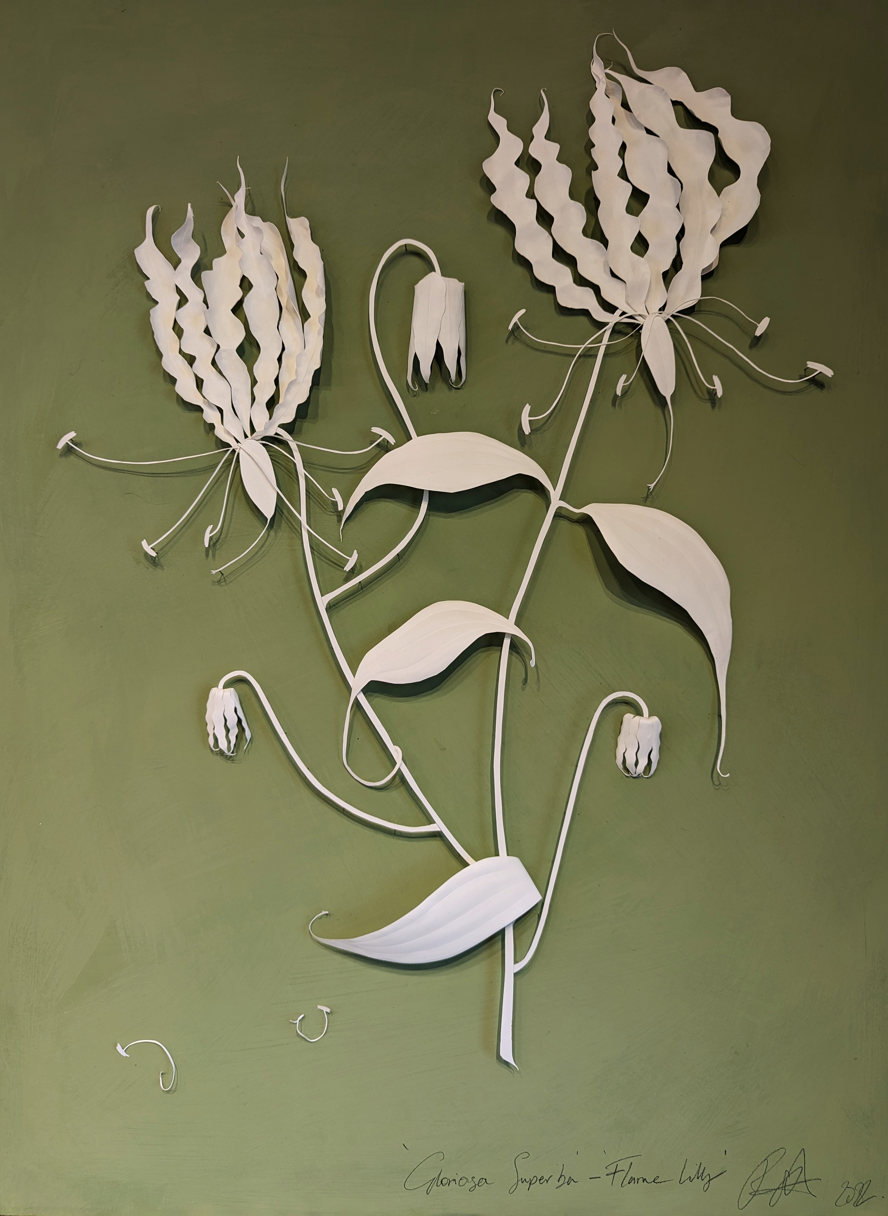 Gloriosa Superba - Flame Lily