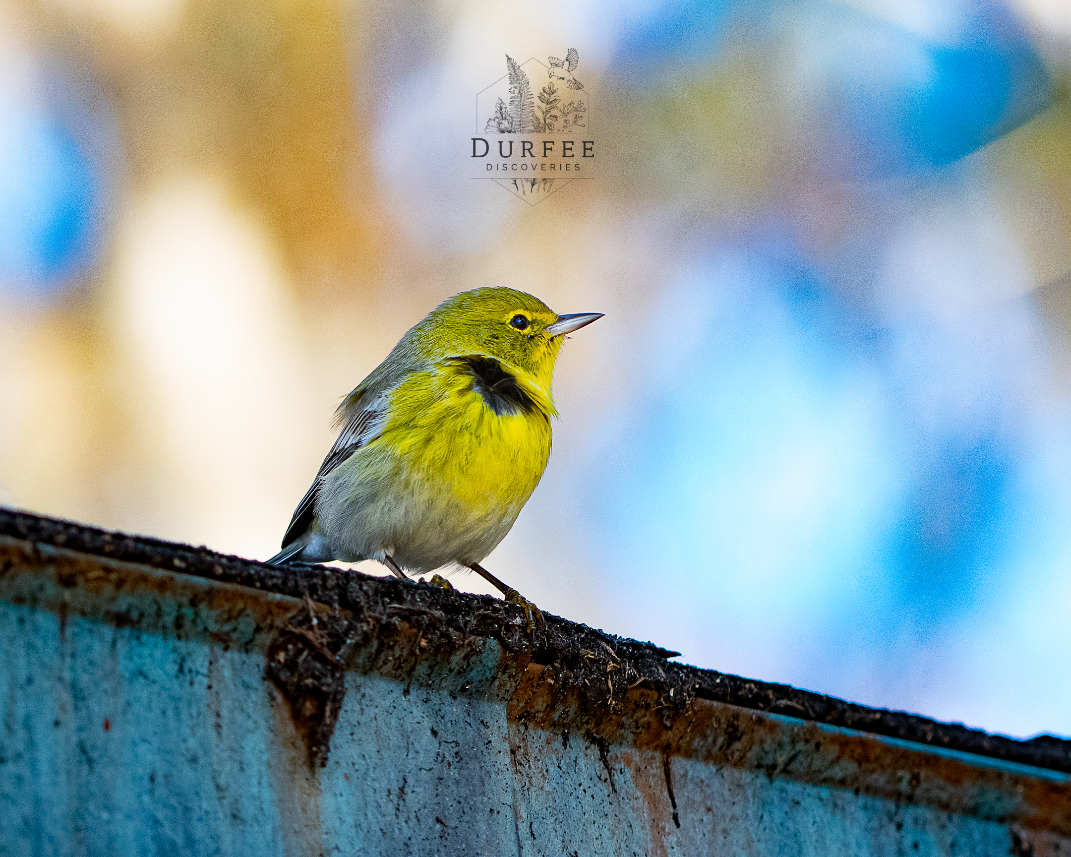 Pine Warbler - Palm Harbor, FL