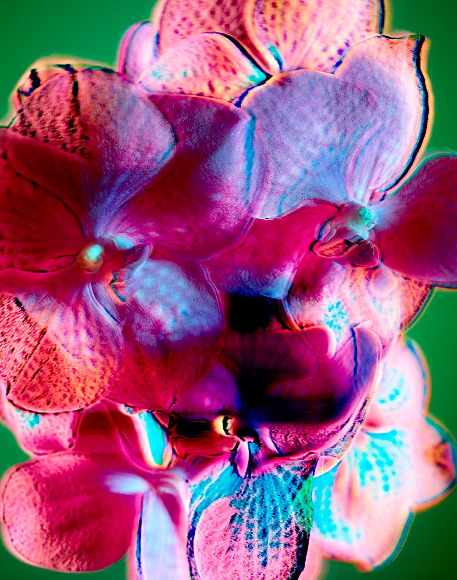 KMA photographer Daniel Schweizer shoots a photo of colorful flowers against a green background