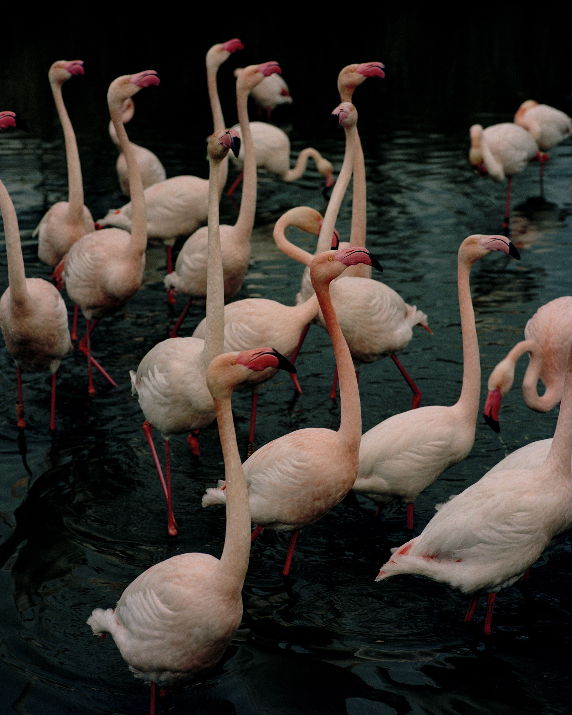 PINK FLAMINGOS, 2021