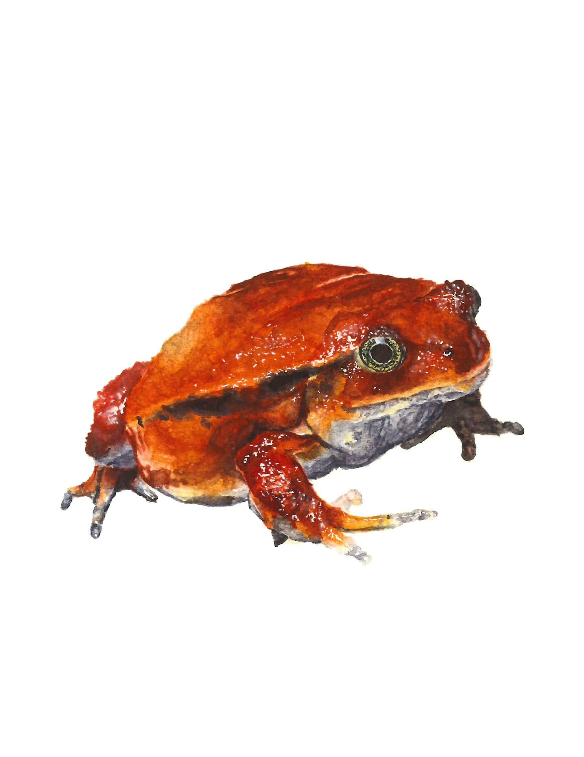 Tomato Frog