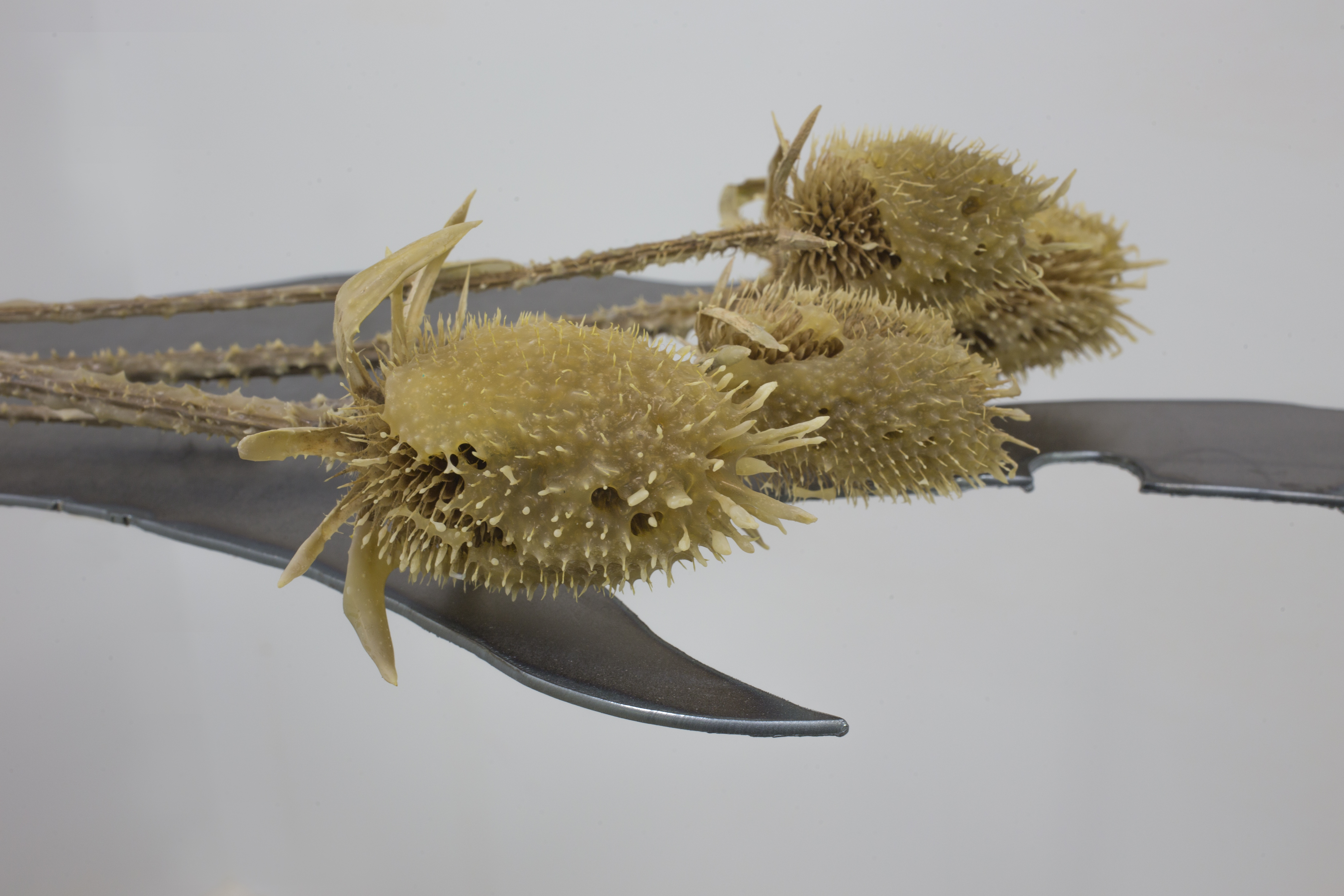 Photos © alignements