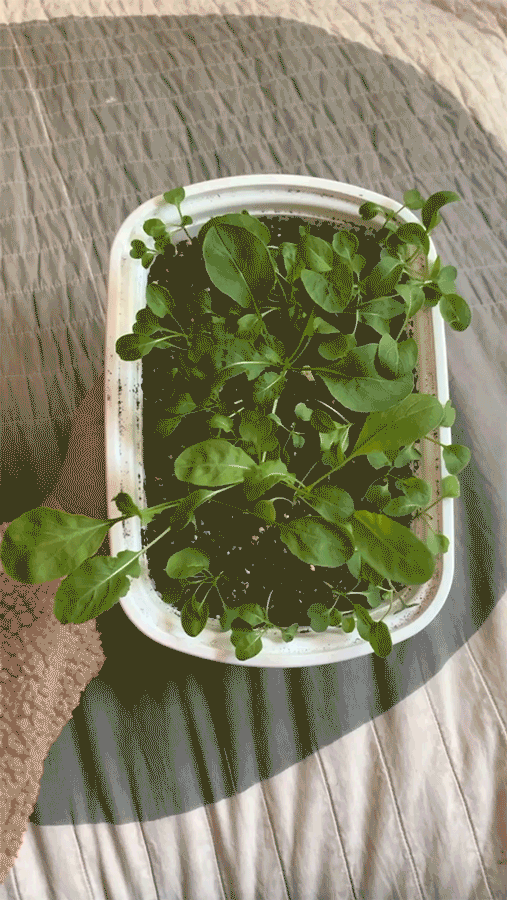 Arugula
