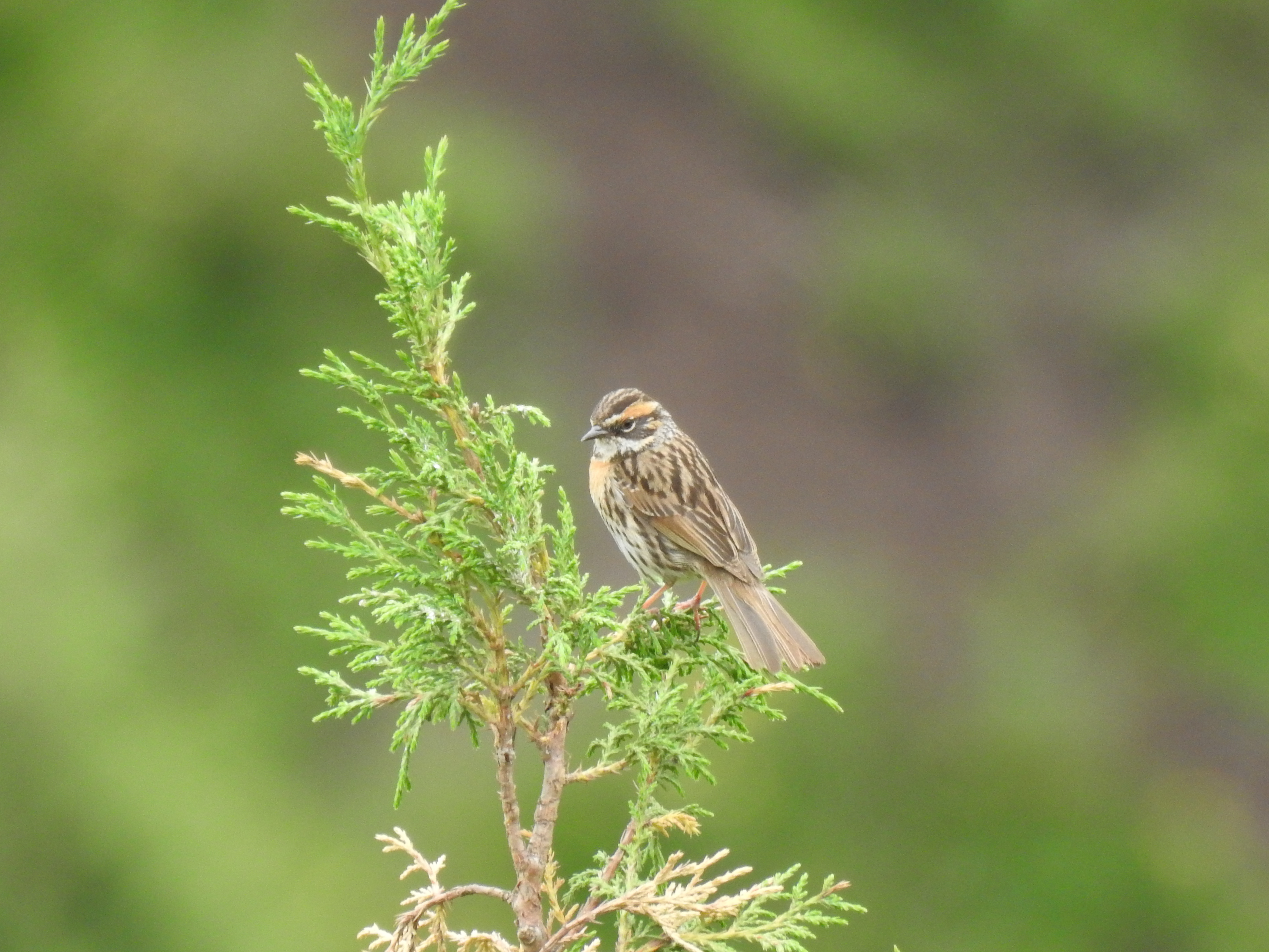 棕胸岩鹨 Rufous-breasted Accentor