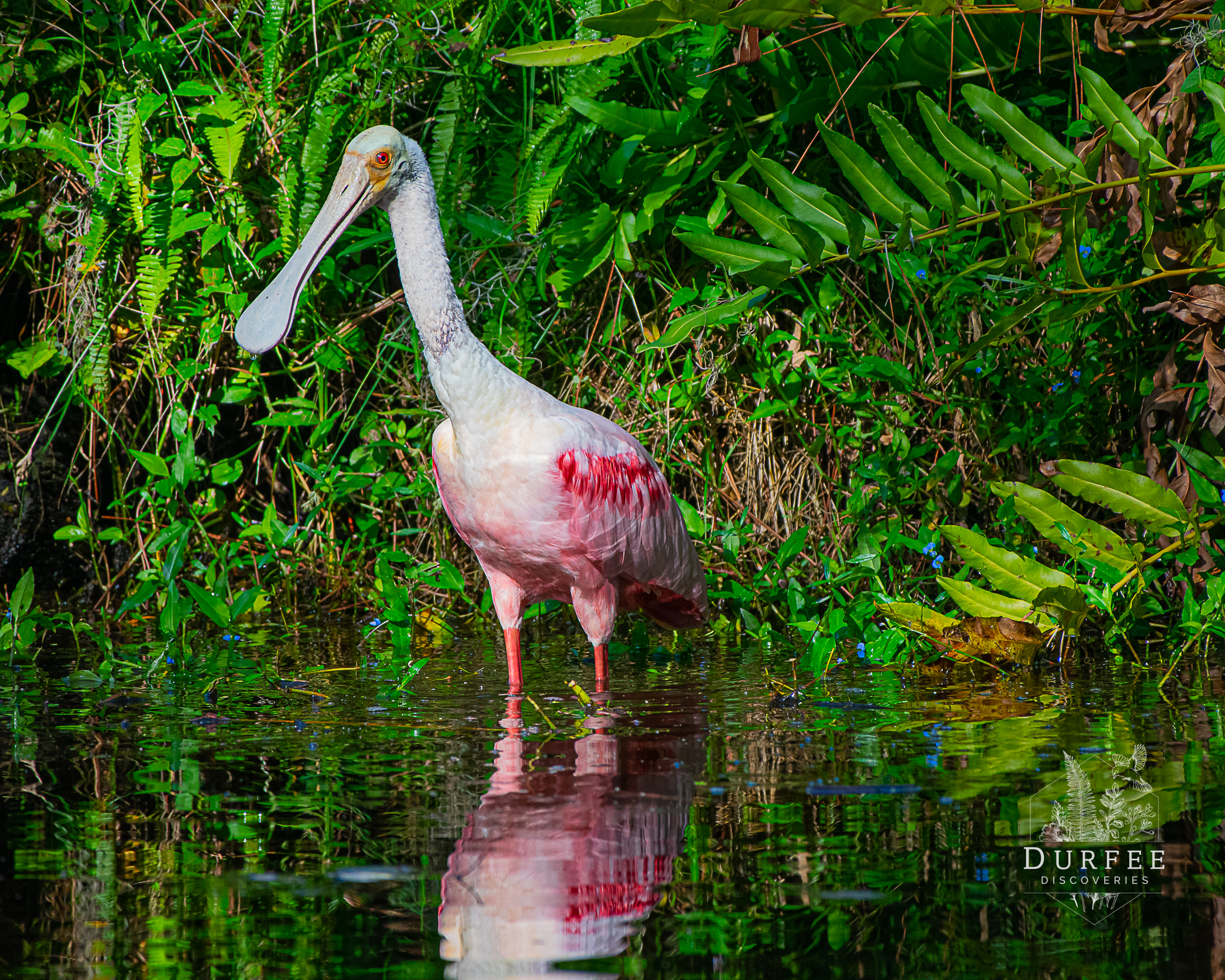 Roseate Spoonbill - Palm Harbor, FL