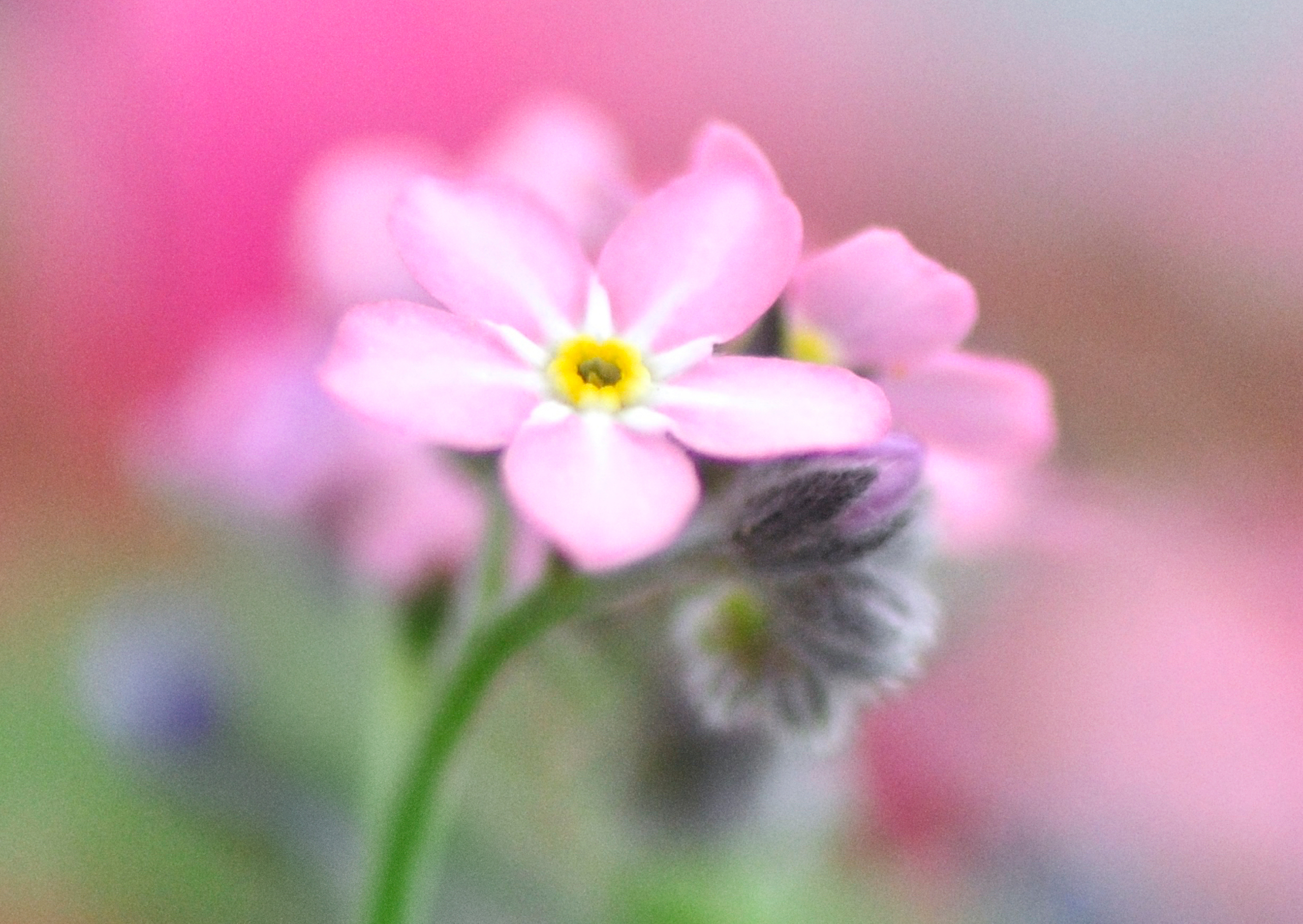 Nr. 302 Myosotis / Vergissmeinnicht