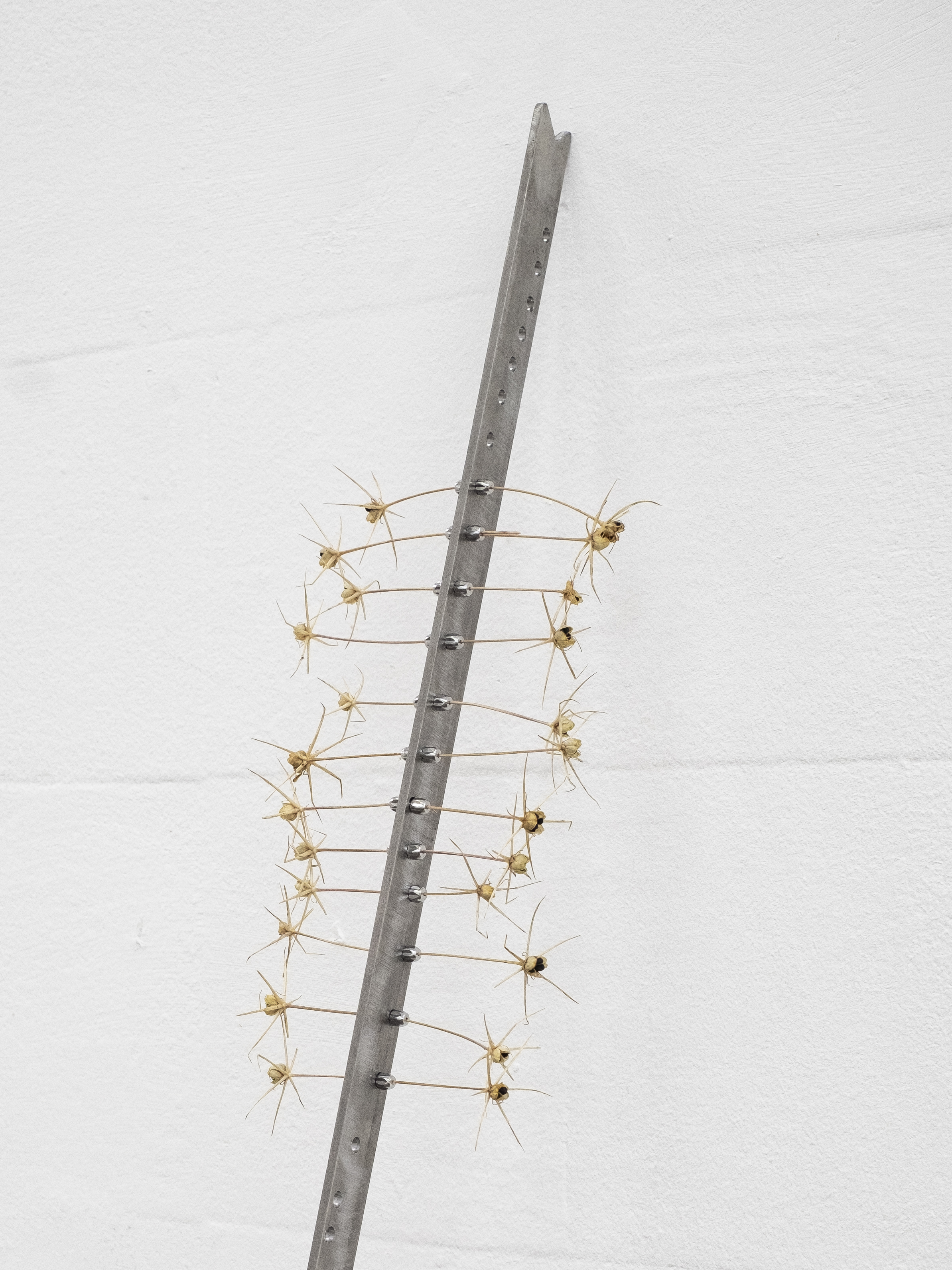 Dulcinea. Jasmine Pajdak [photo credit: Filet Space]