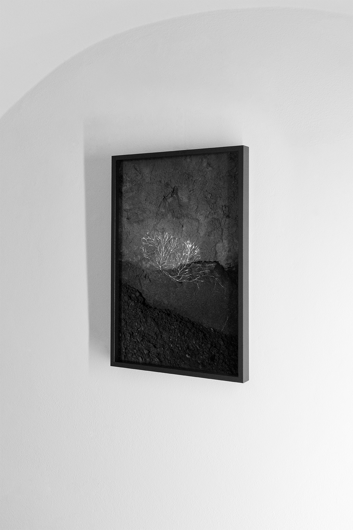 Plexus (2020). Archival inkjet print on baryta, mounted in lime wood frame, 64x44cm.