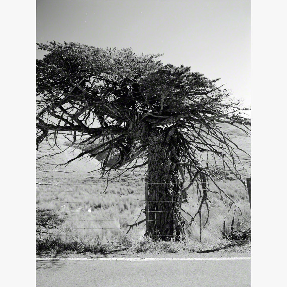 4/8Hesperocyparis macrocarpa 'Filipendula', Ōhāriu, 2000 (001002_048)