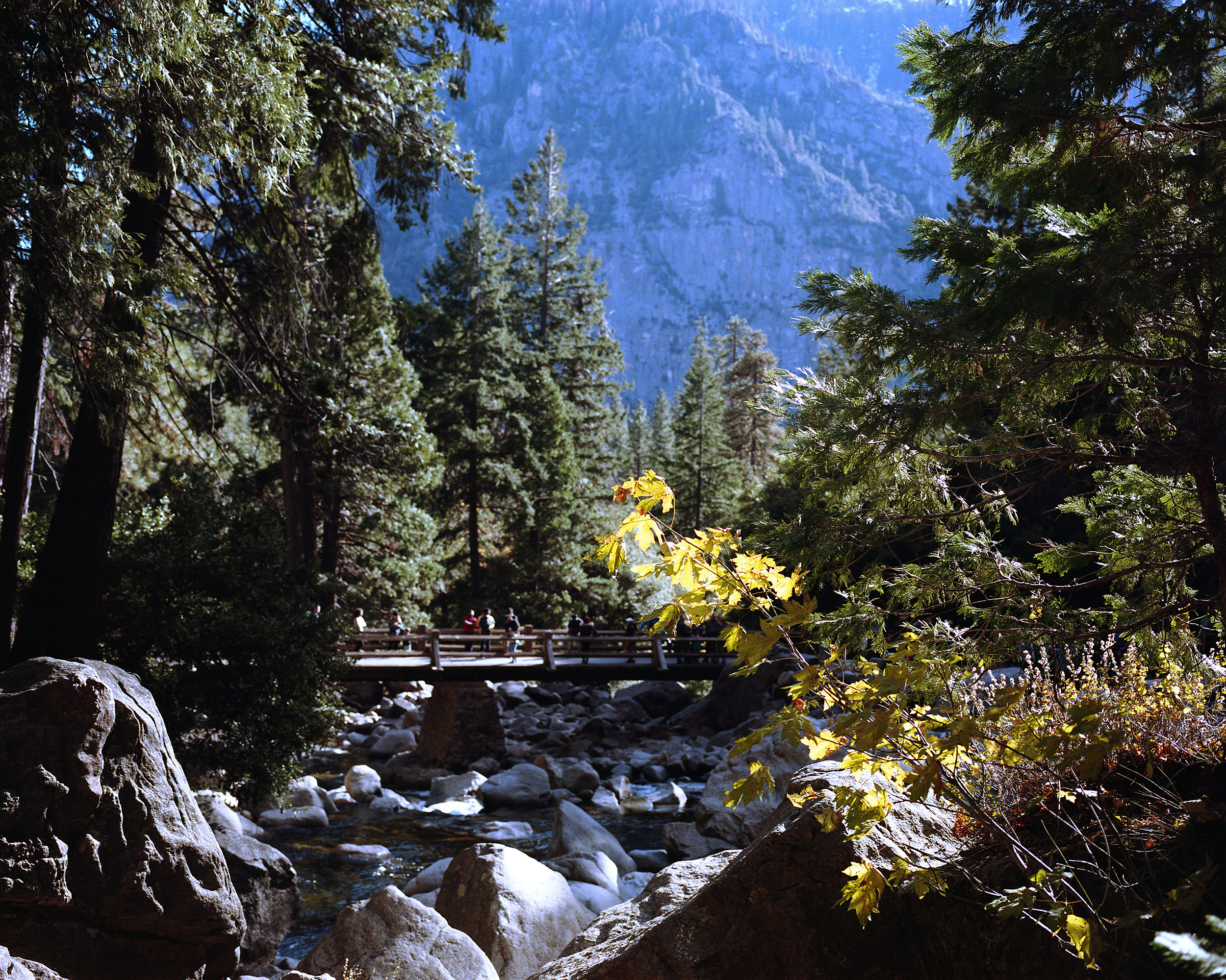 Yellow Glow, Yosemite, CA, 2015