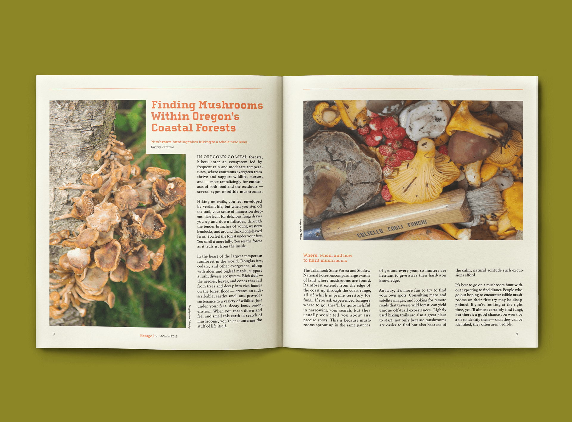 Mockup of Forage Magazine article "Finding Mushrooms Within Oregon's Coastal Forests"