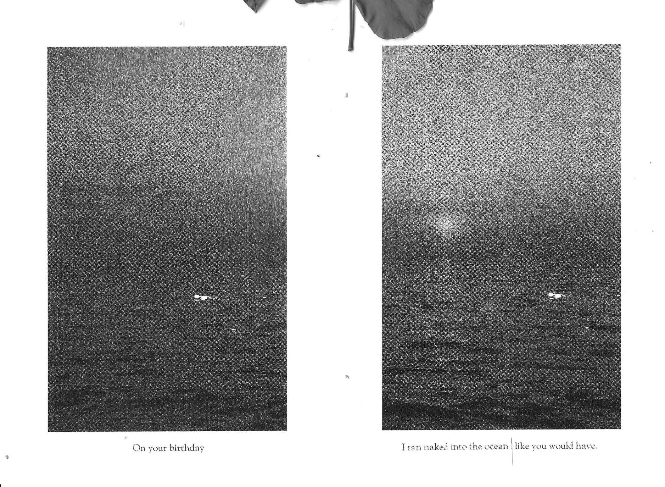 RUDERAL SPECIES — Makena Janssen