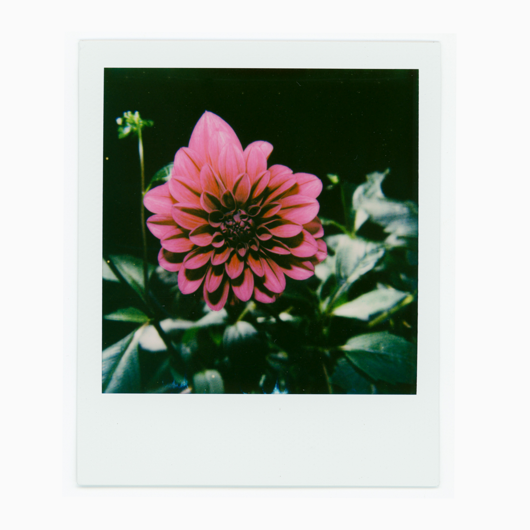 PHOTOGRAPHS FROM A GARDEN 